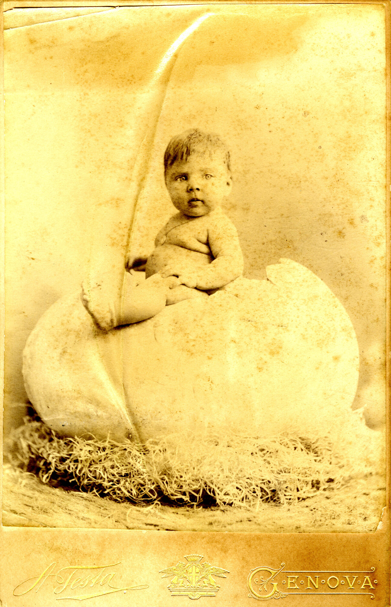 47568 - Ritratto di neonato dentro un uovo.jpg