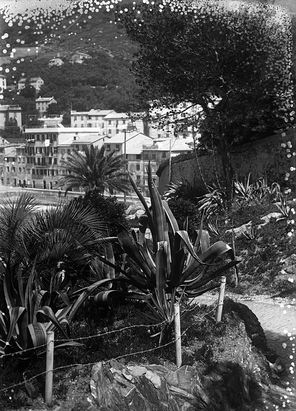 negativo n° 8887 Nervi. Giardini - 11 giugno 1928.jpg