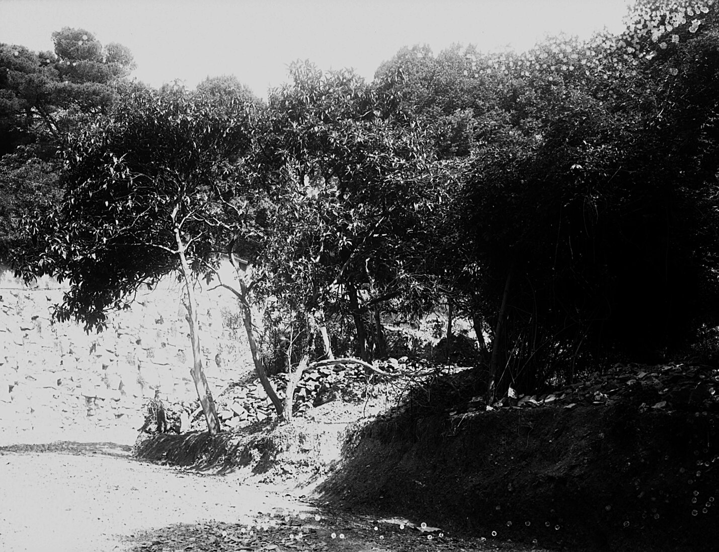 negativo n° 8903 Viale Perrone. Corso Solferino - 13 giugno 1928.jpg