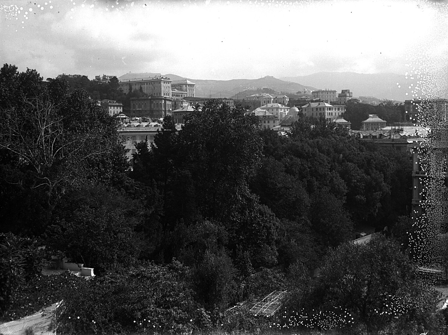 negativo n° 9228 - Hotel du Parc. Villa Serra. Gruppo alberi.jpg