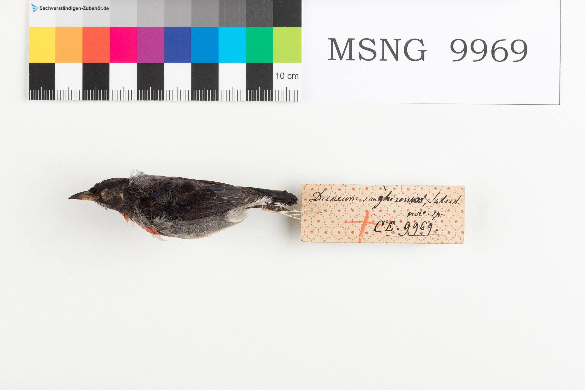 MSNG_9969d-bassa.jpg