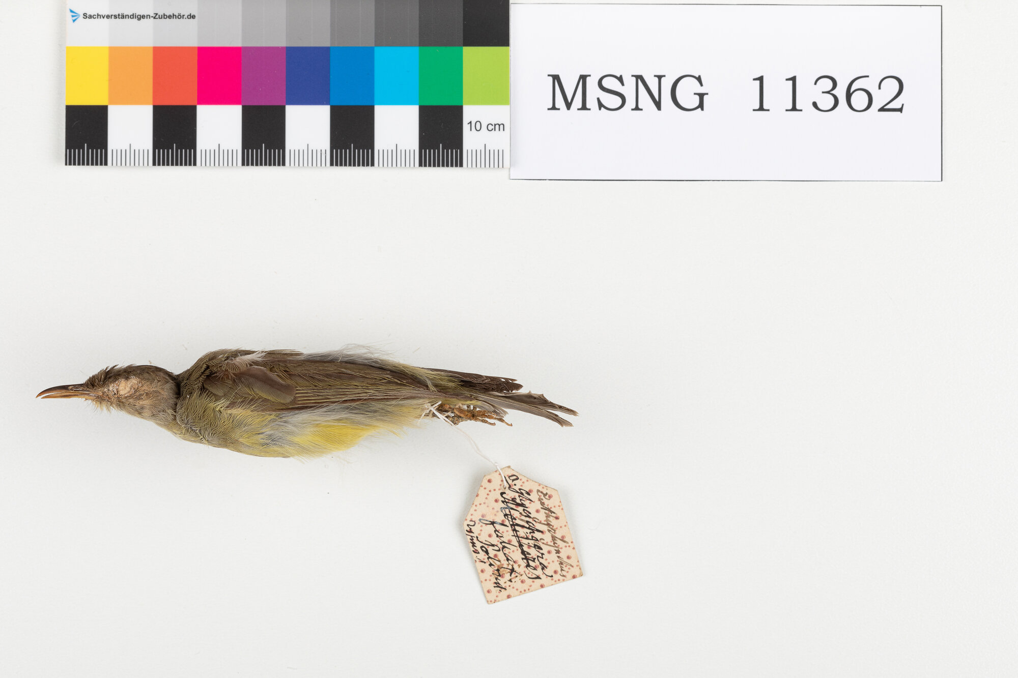 MSNG_11362d-bassa.jpg