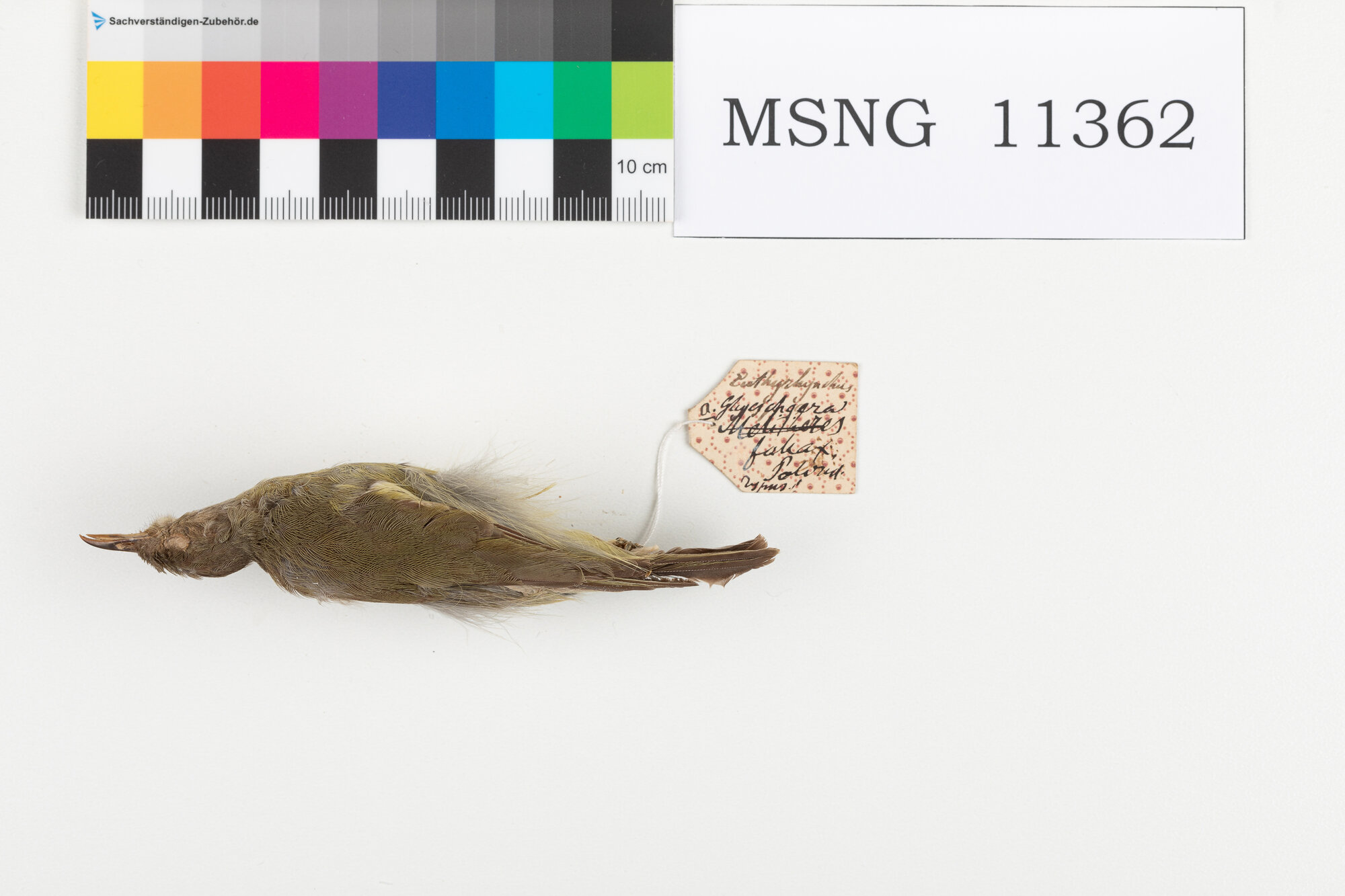 MSNG_11362c-bassa.jpg