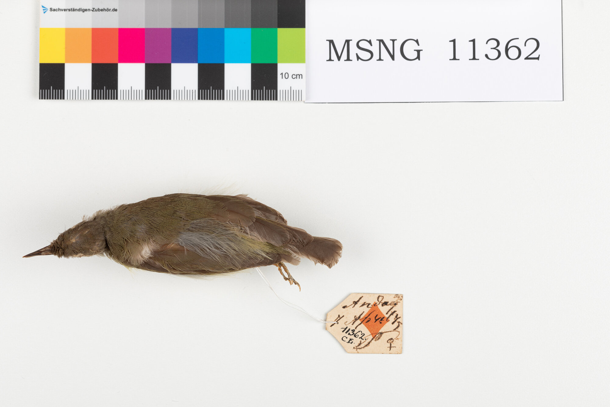 MSNG_11362b-bassa.jpg