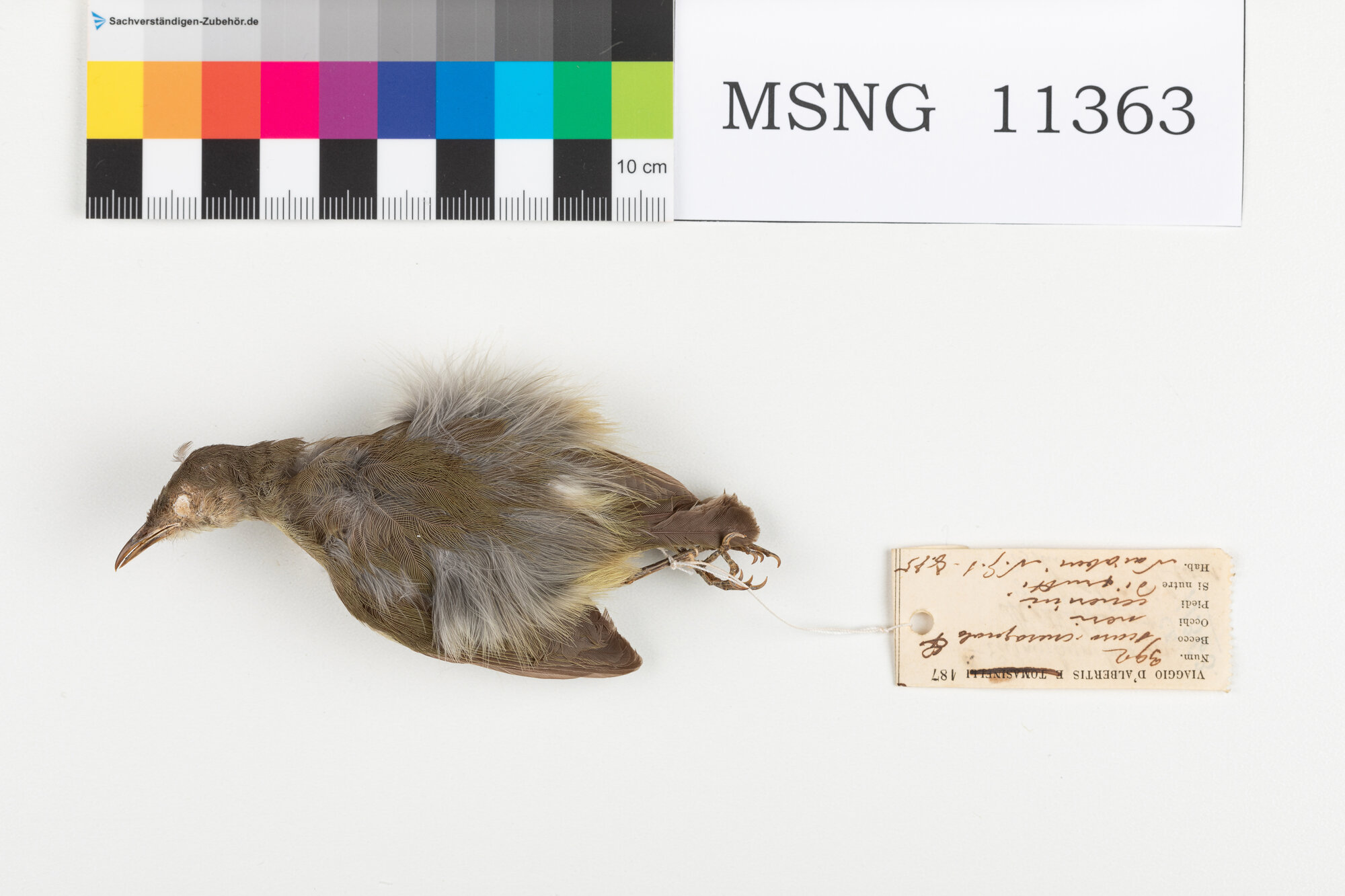 MSNG_11363b-bassa.jpg