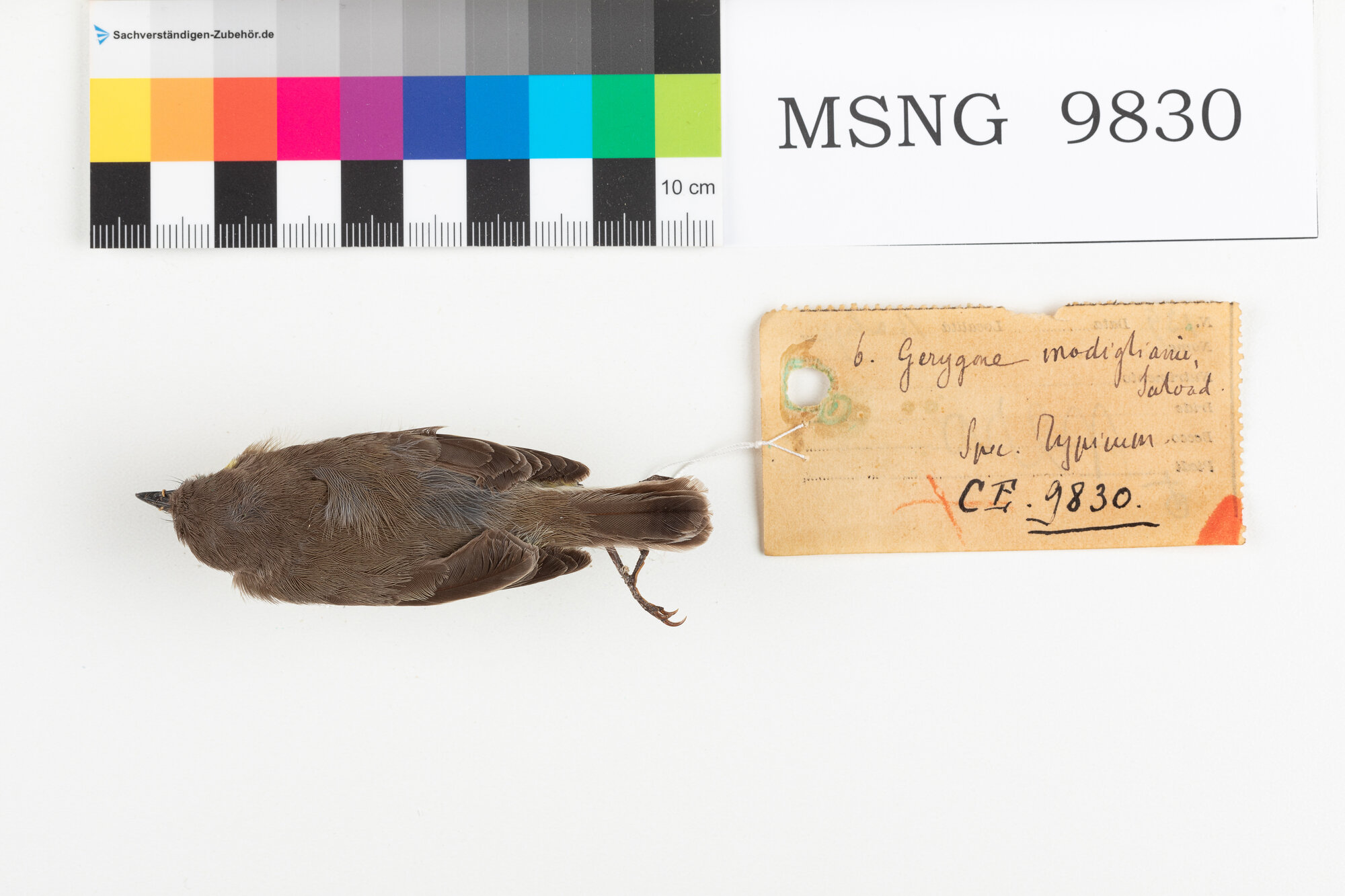 MSNG_9830b-bassa.jpg