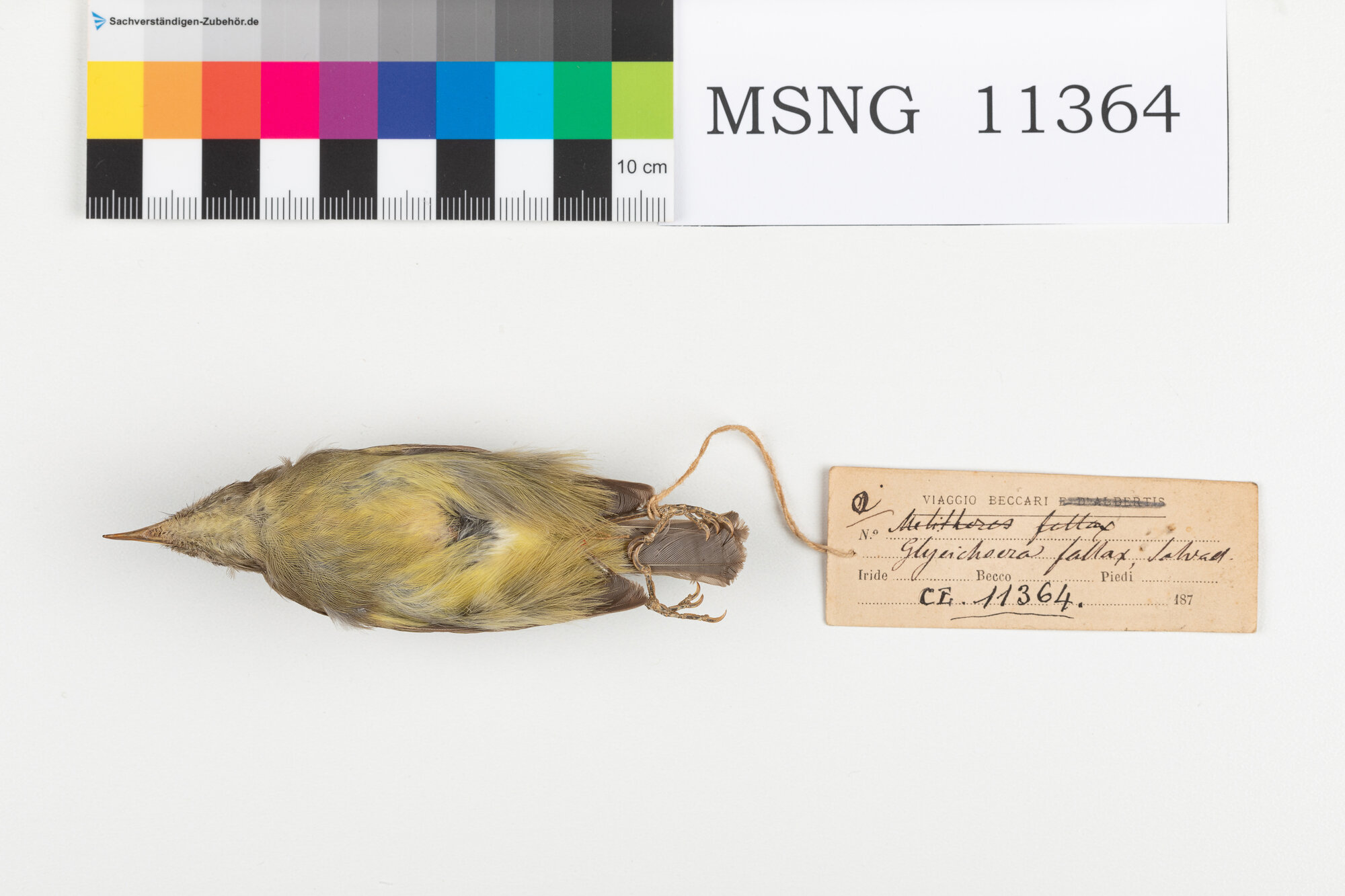 MSNG_11364a-bassa.jpg