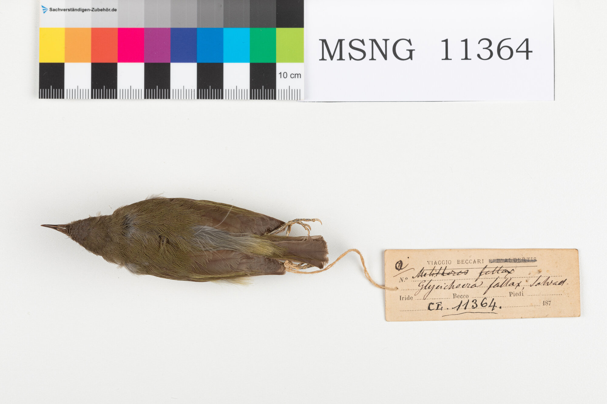 MSNG_11364b-bassa.jpg