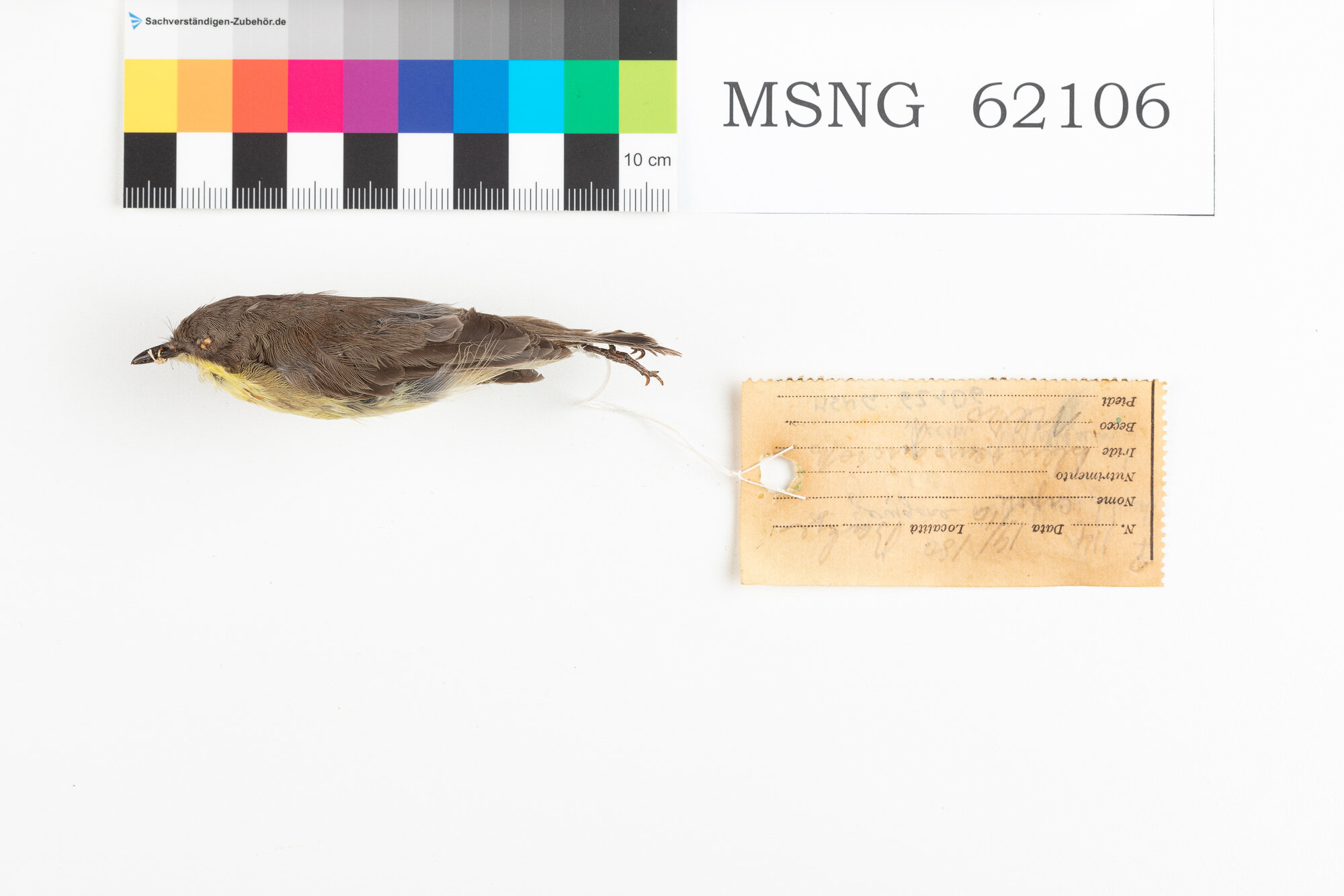 MSNG_62106d-bassa.jpg