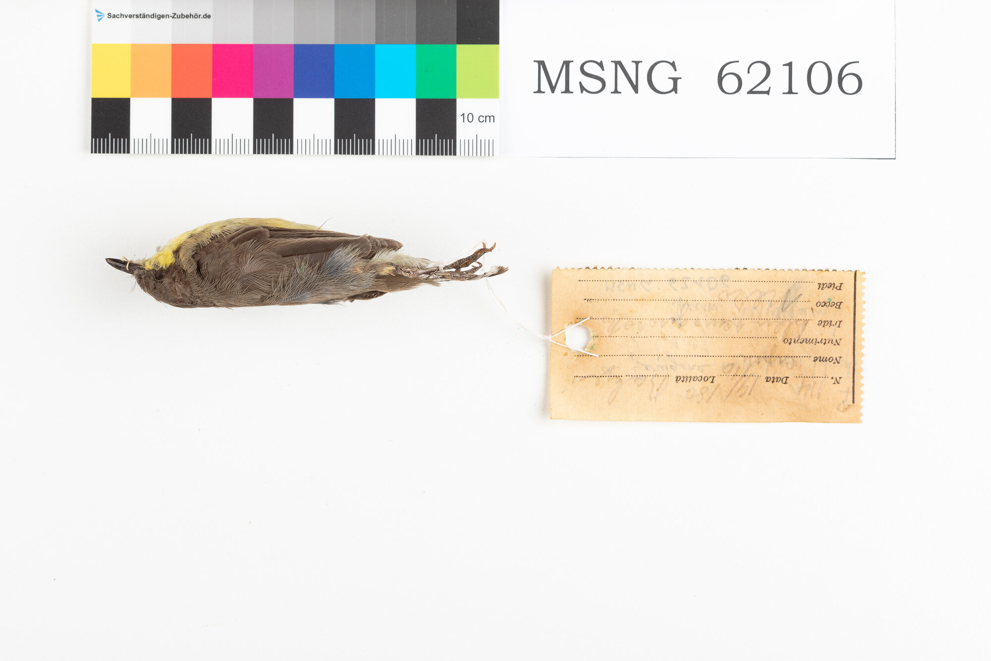 MSNG_62106c-bassa.jpg
