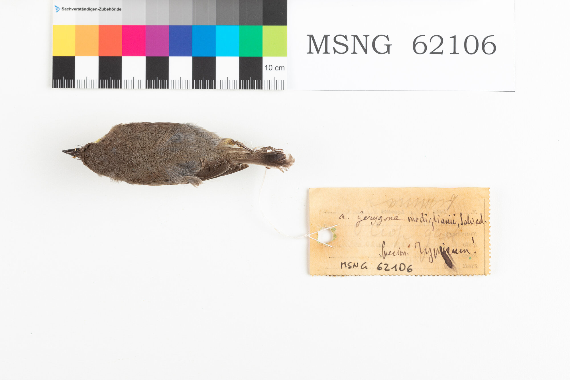 MSNG_62106b-bassa.jpg