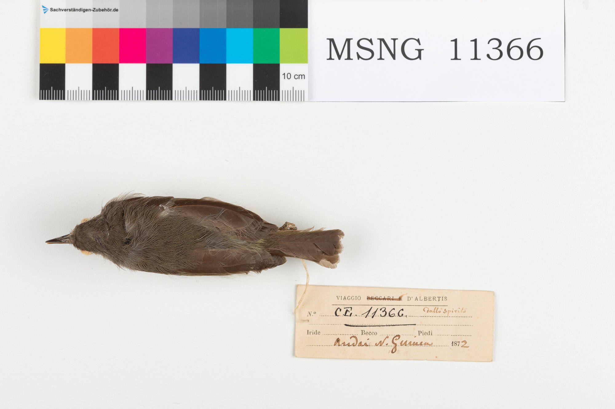MSNG_11366b-bassa.jpg