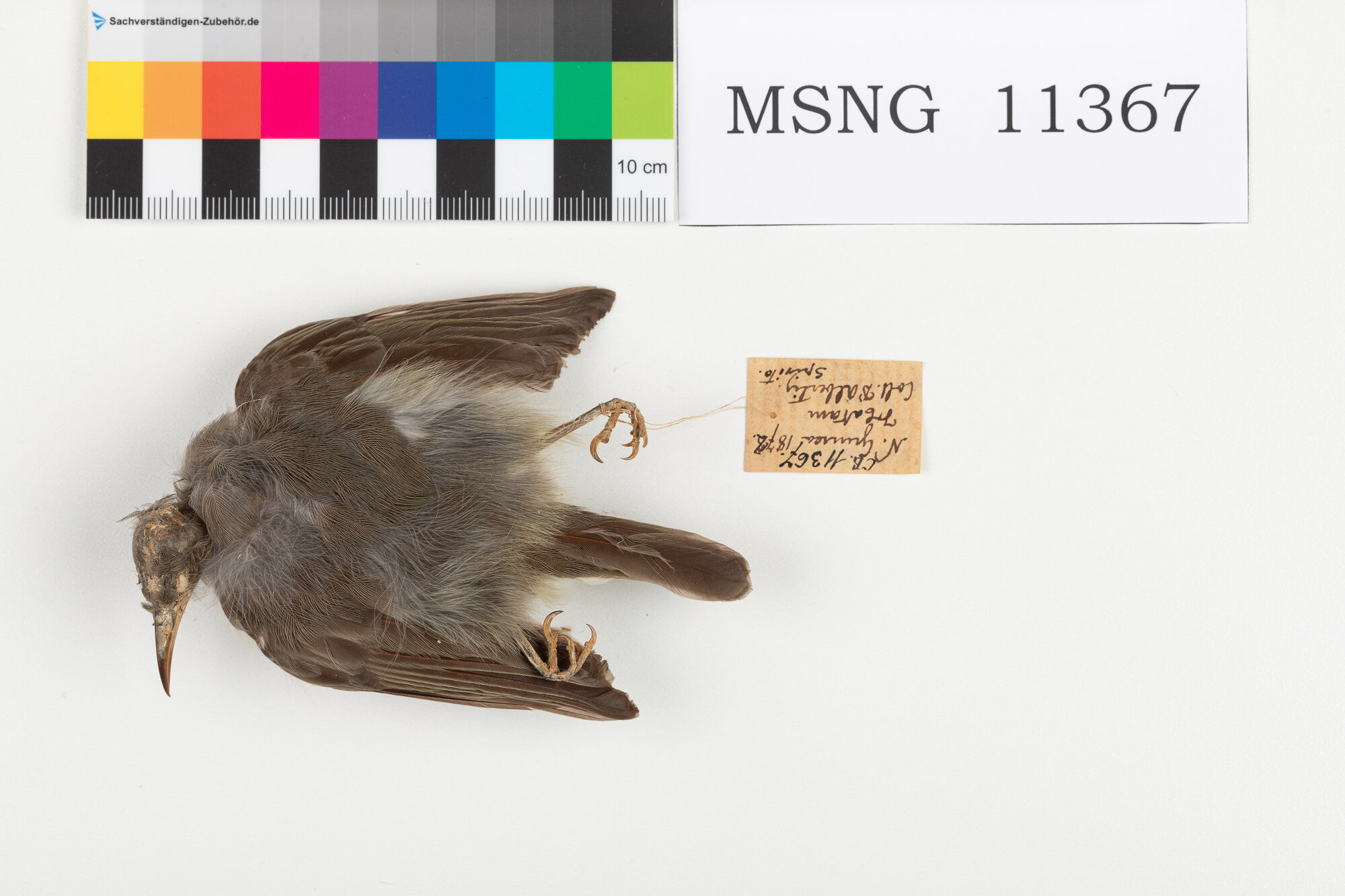 MSNG_11367b-bassa.jpg