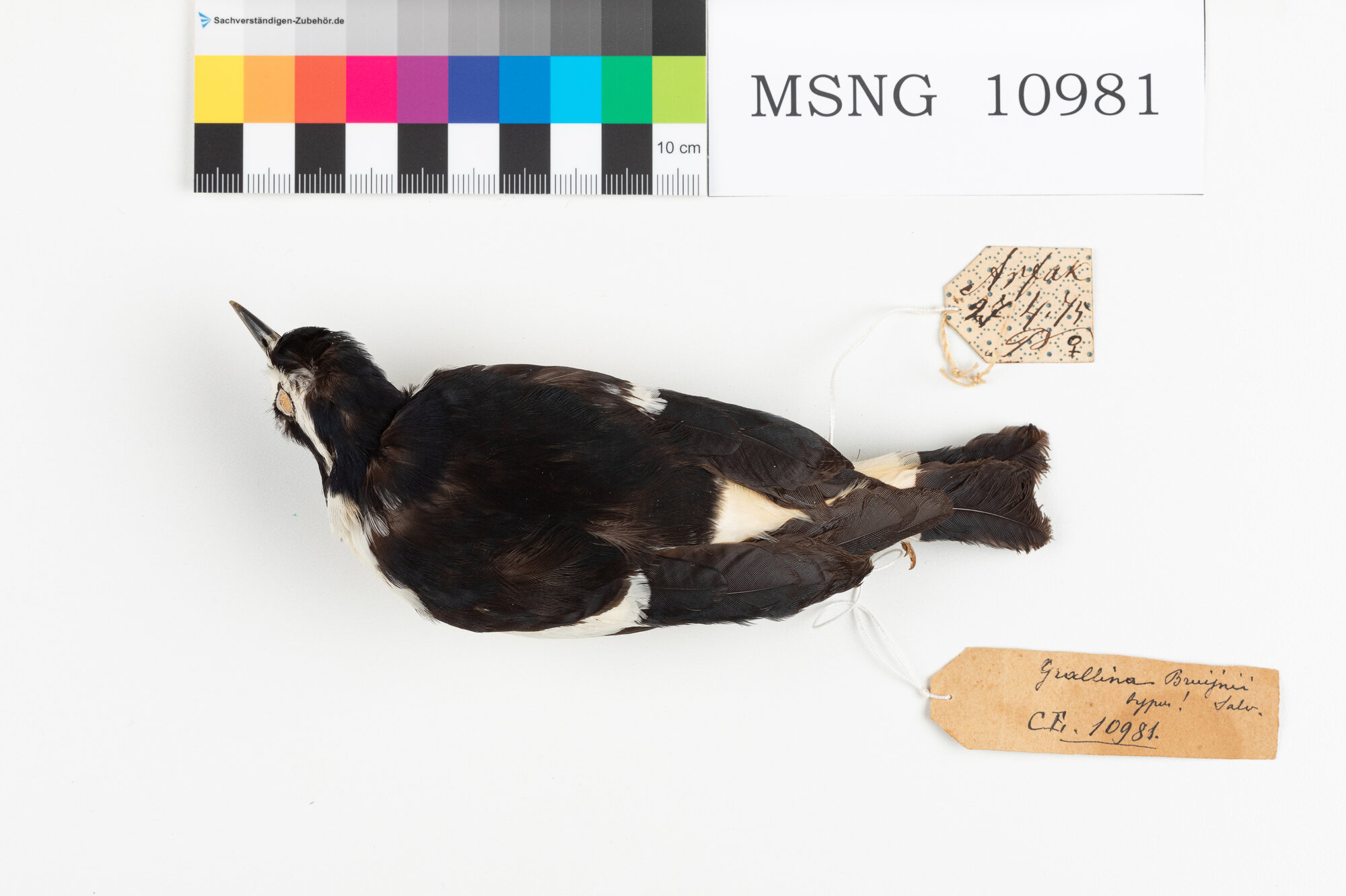 MSNG_10981b-bassa.jpg