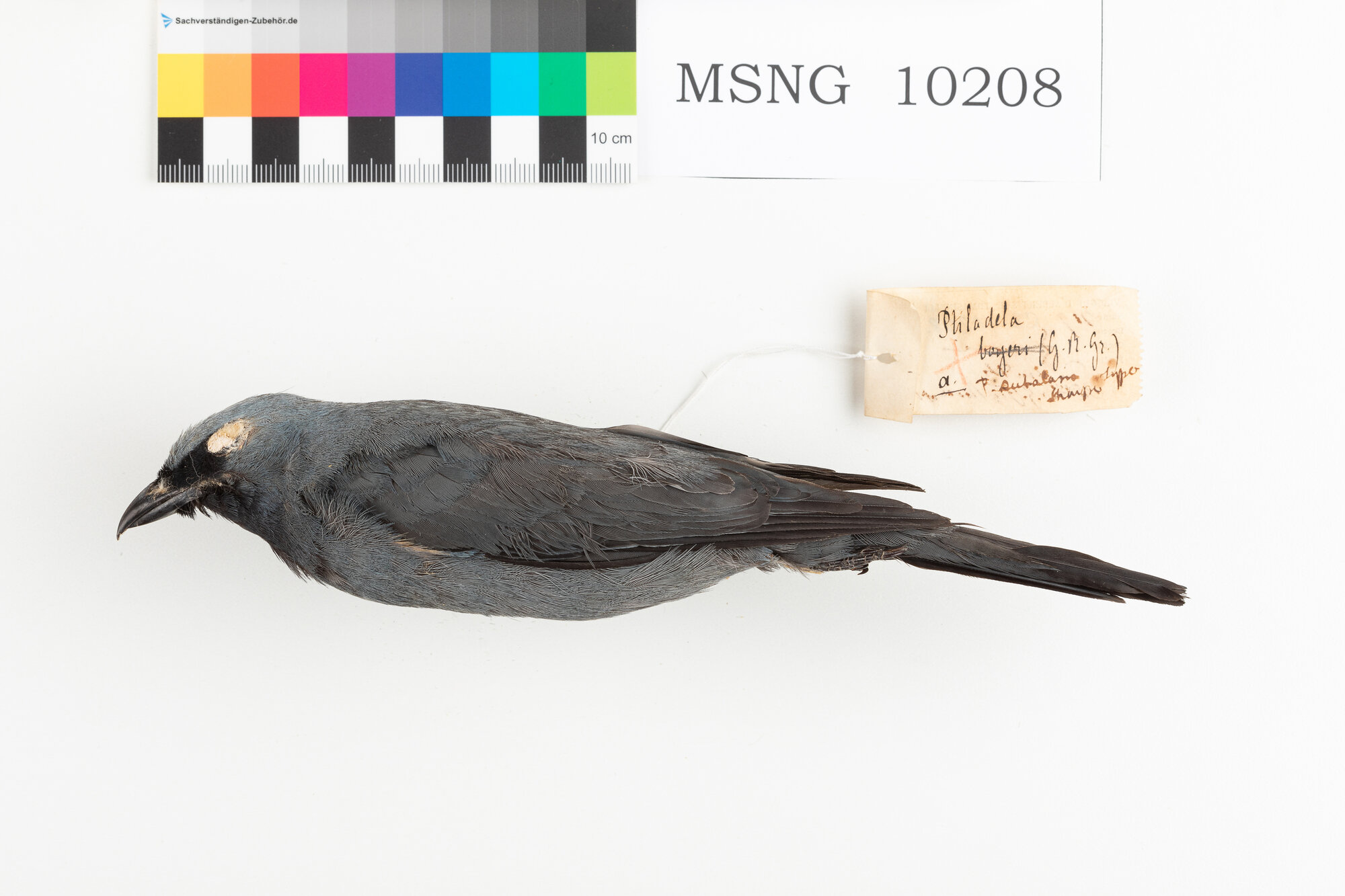 MSNG_10208d-bassa.jpg