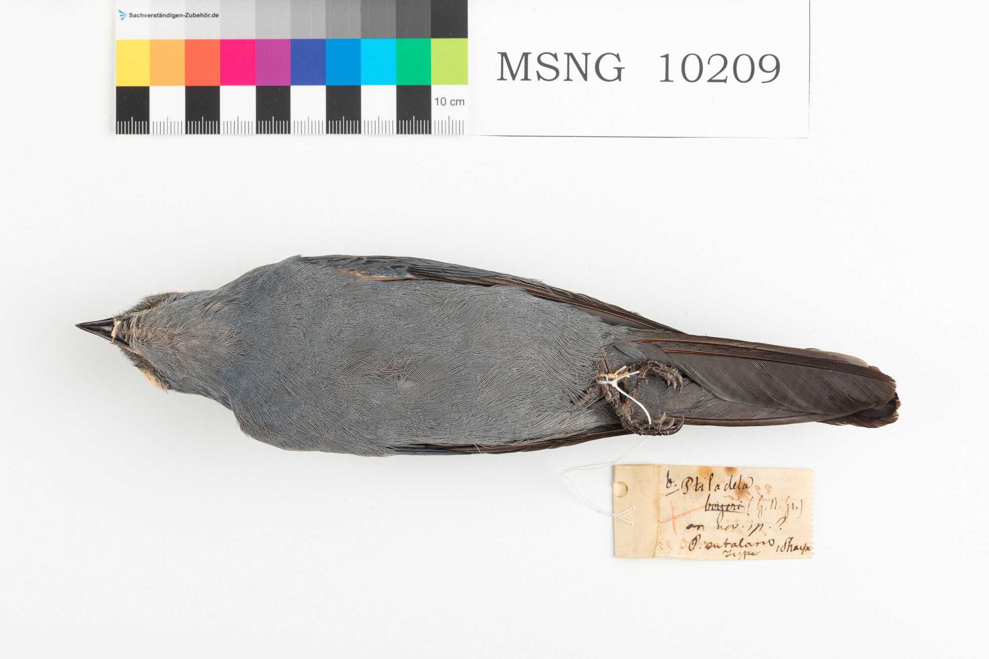 MSNG_10209a-bassa.jpg