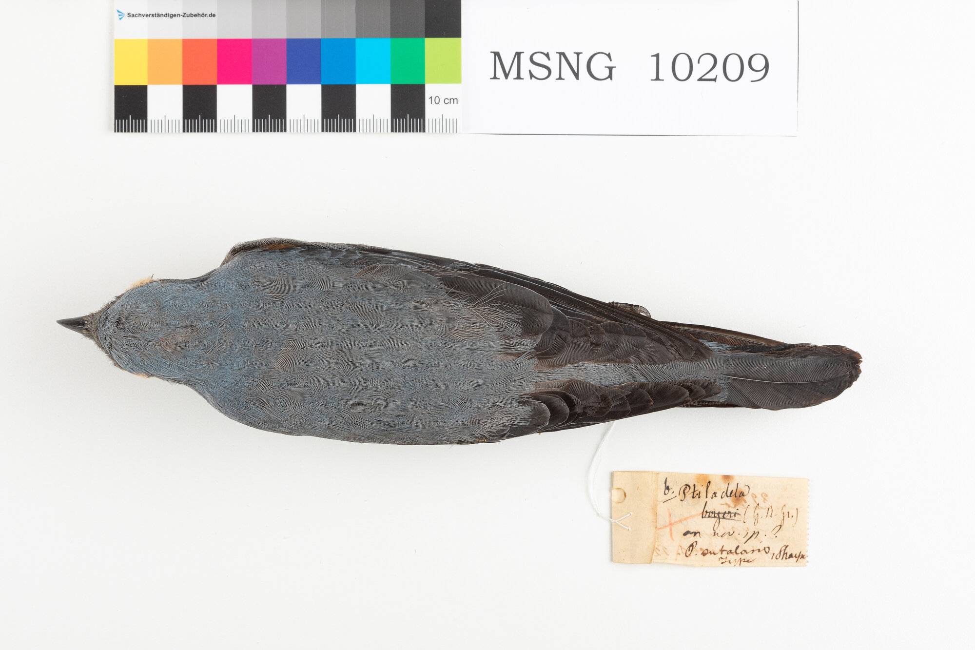 MSNG_10209b-bassa.jpg