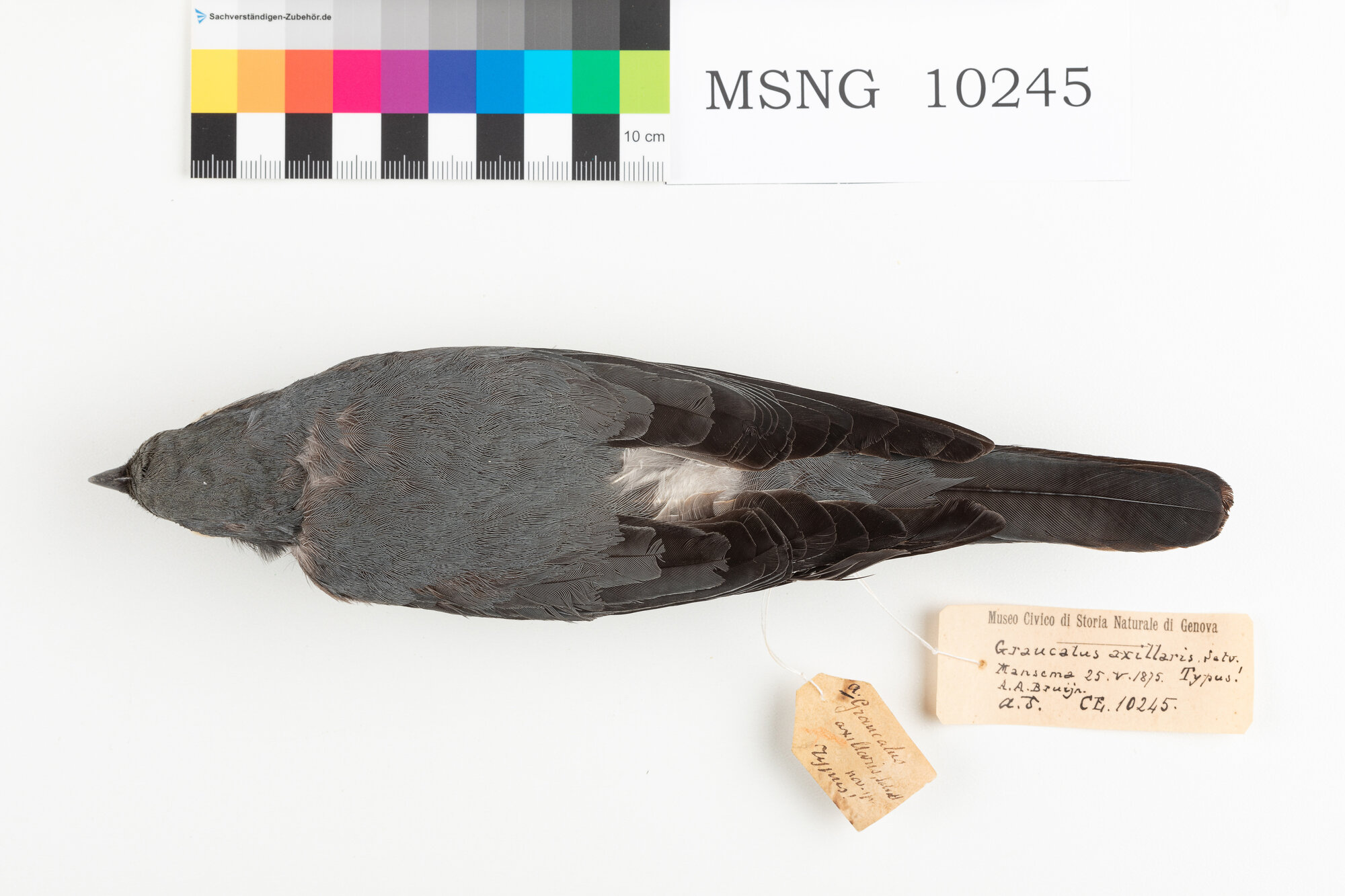 MSNG_10245b-bassa.jpg