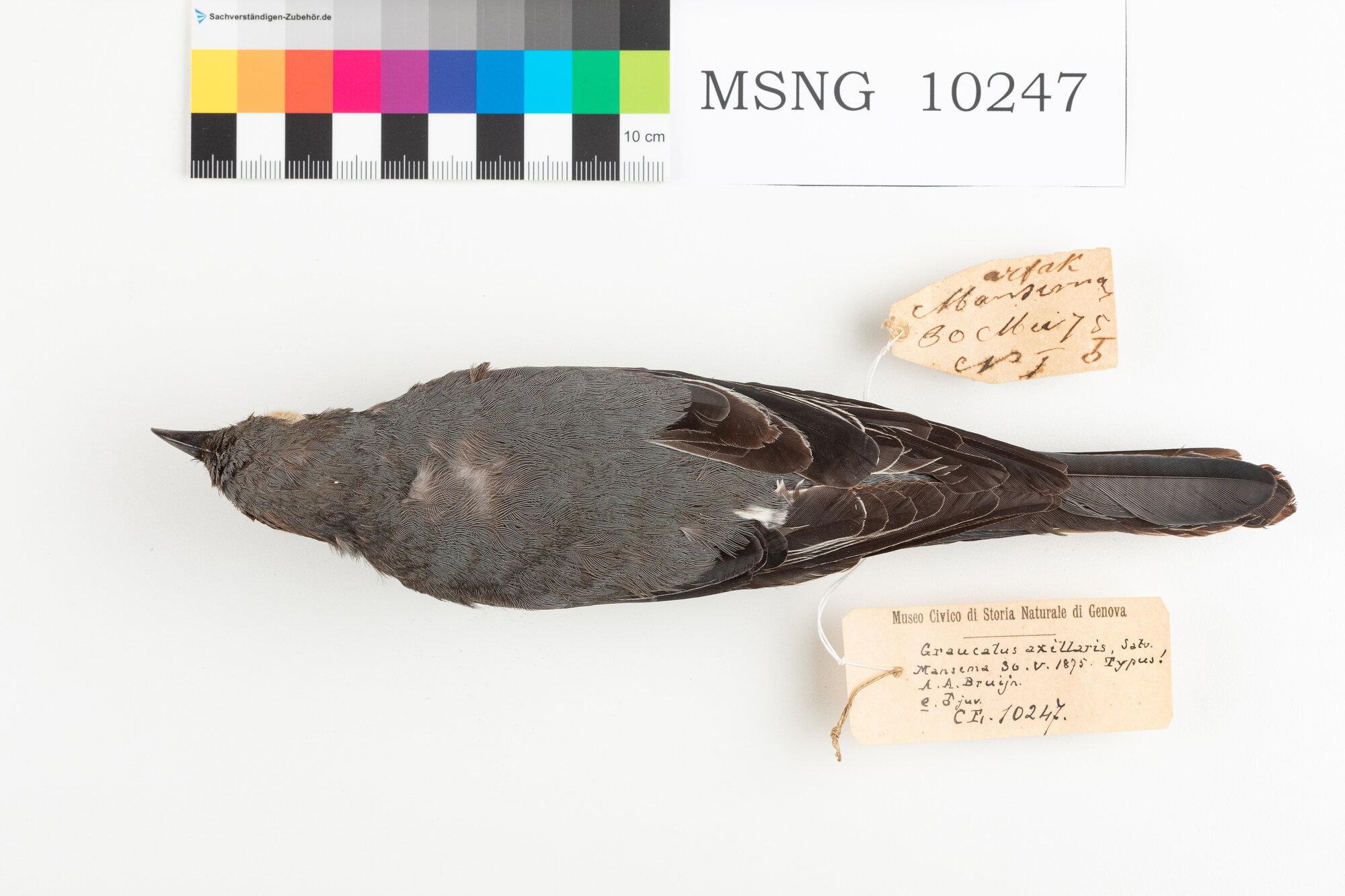 MSNG_10247b-bassa.jpg