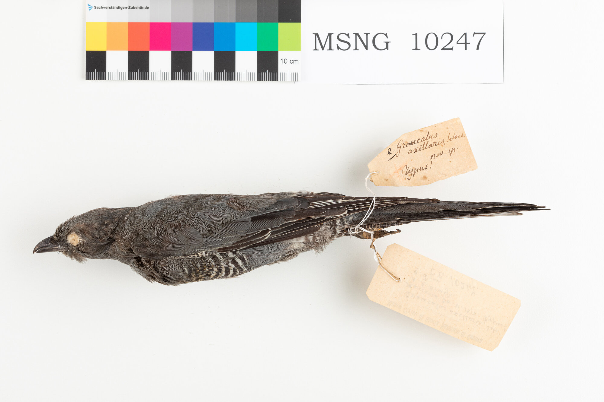 MSNG_10247d-bassa.jpg