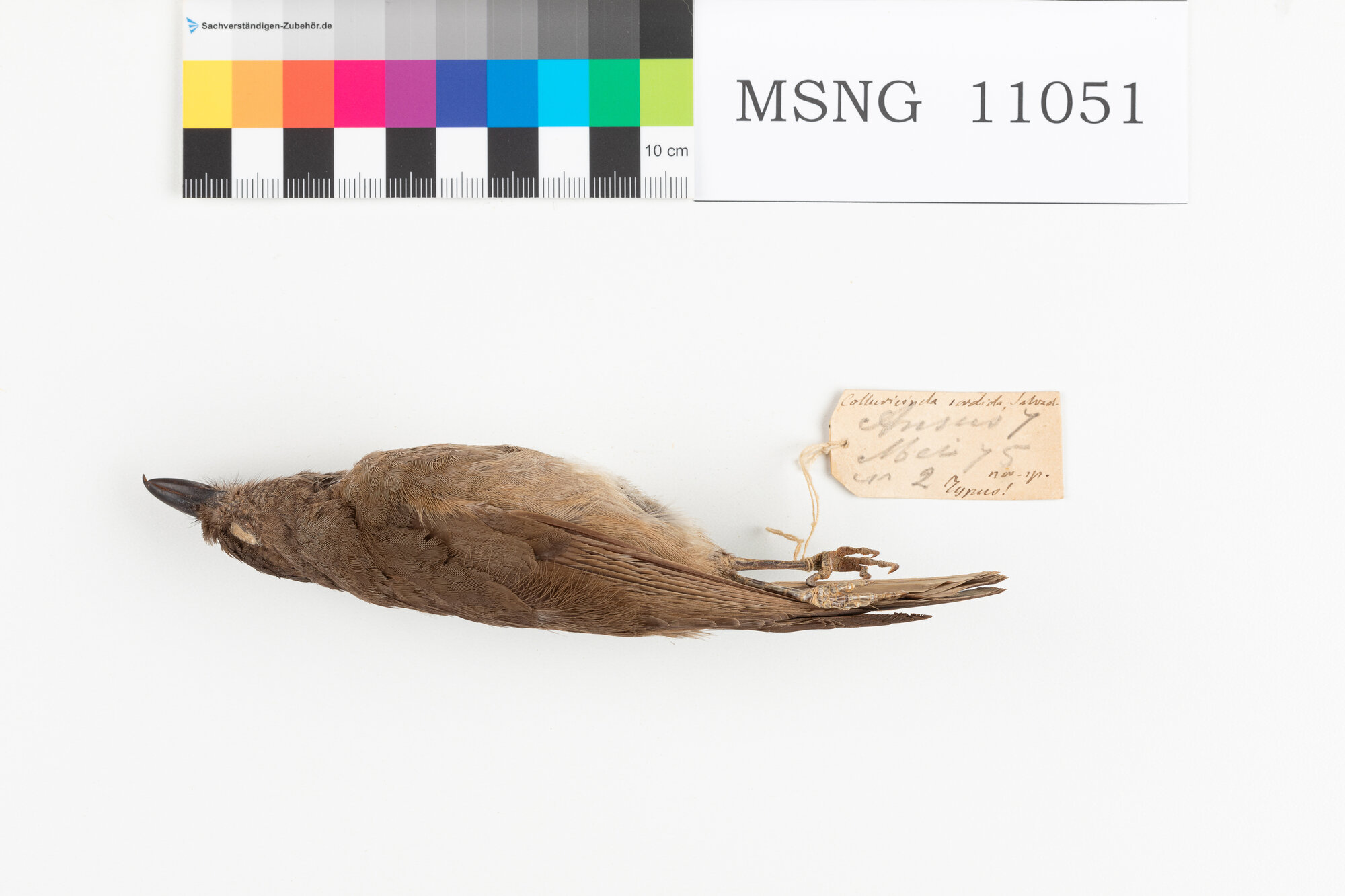 MSNG_11051c-bassa.jpg