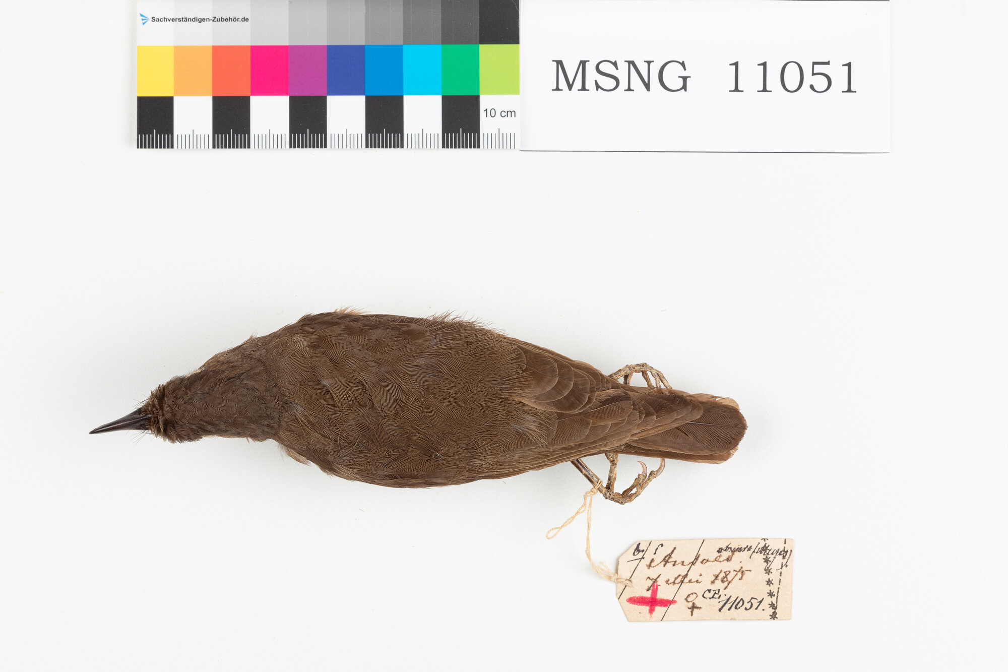 MSNG_11051b-bassa.jpg