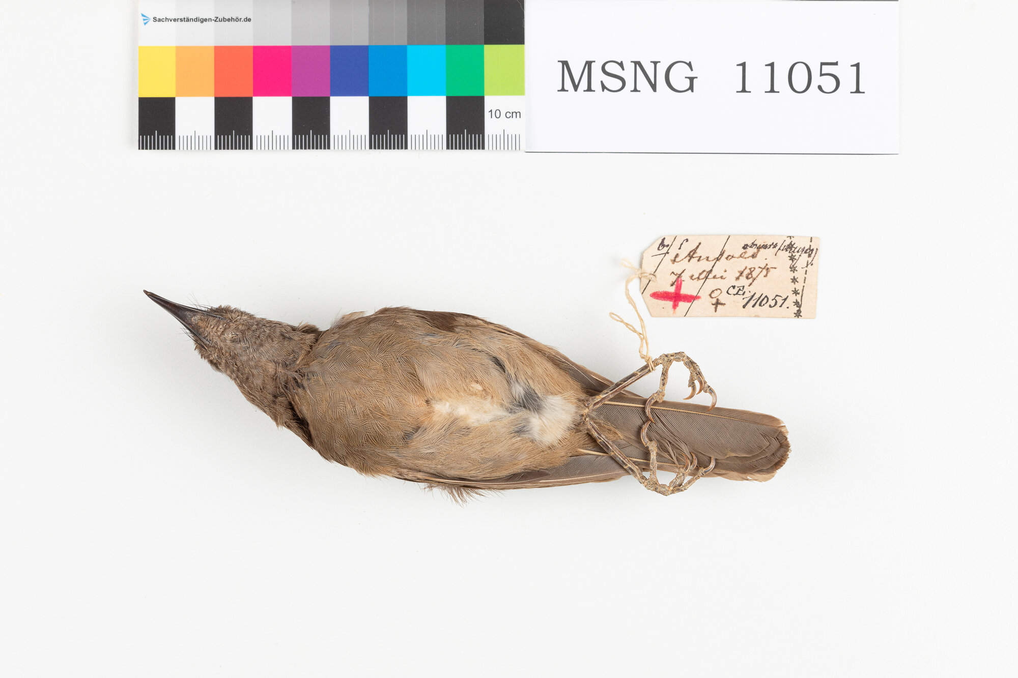 MSNG_11051a-bassa.jpg