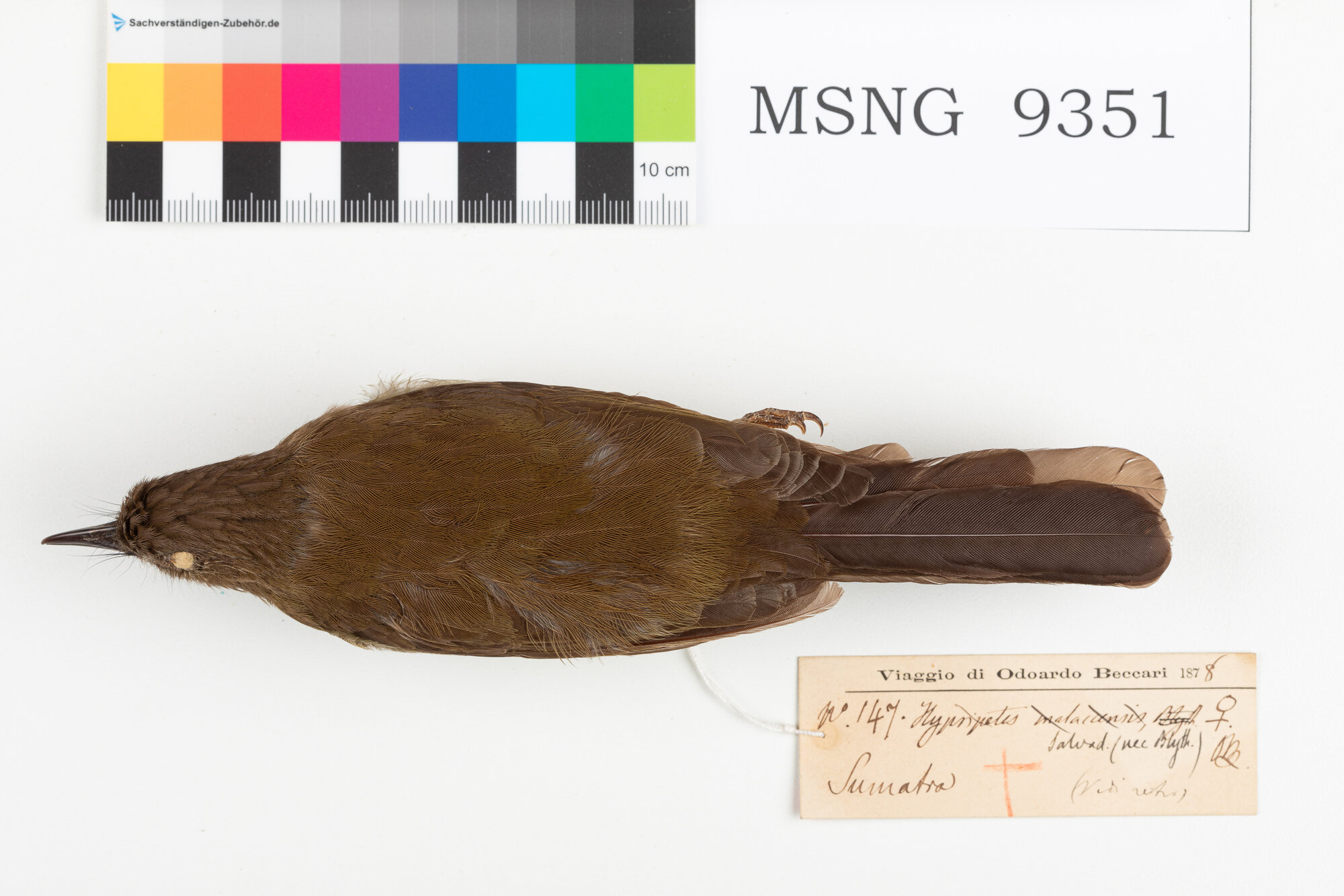 MSNG_9351b-bassa.jpg