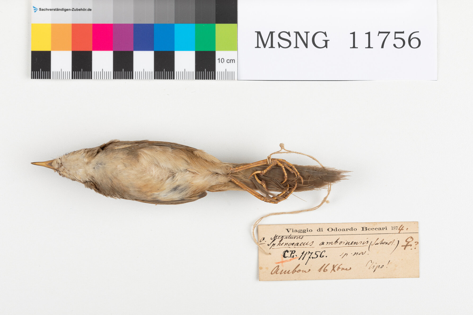 MSNG_11756a-bassa.jpg