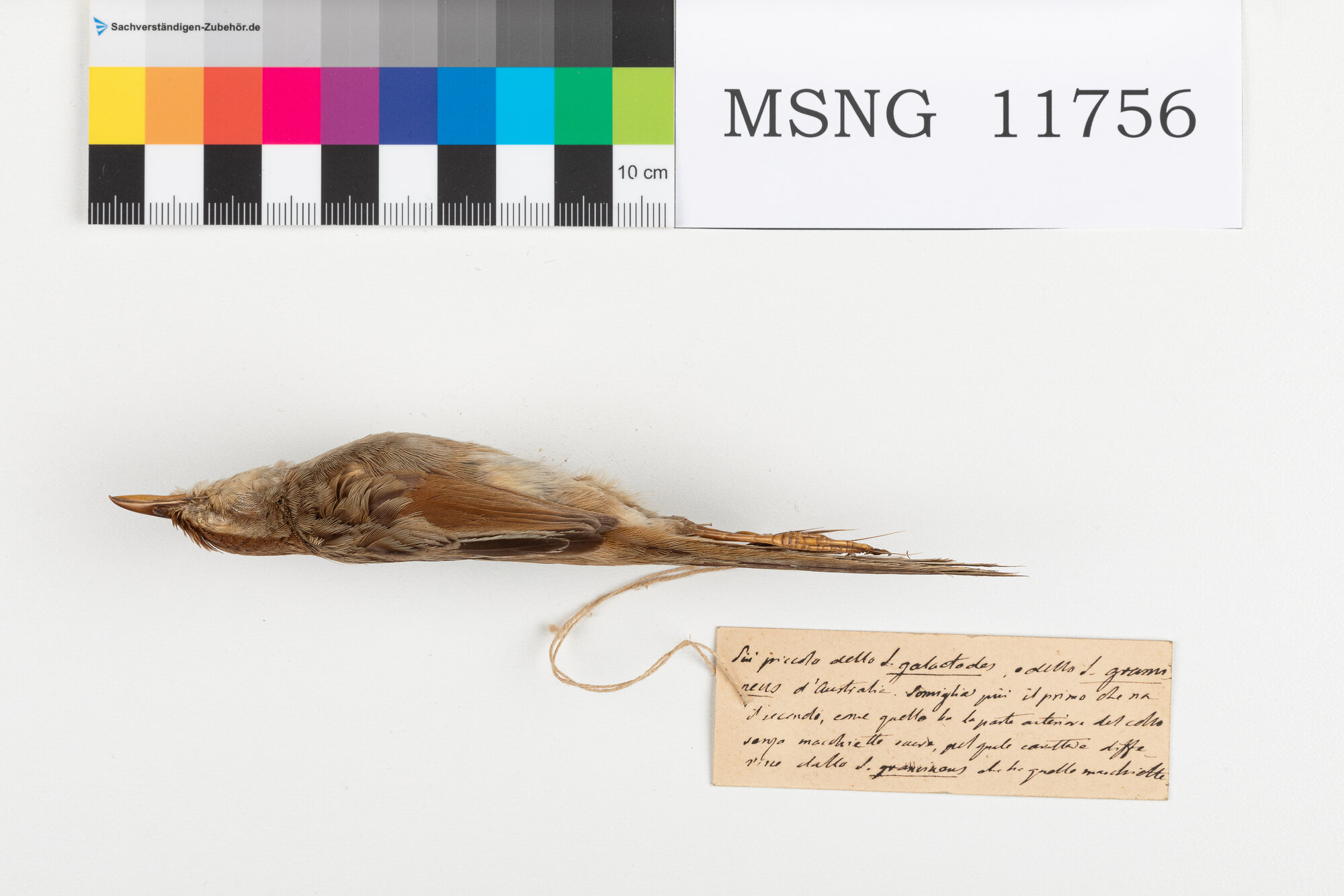MSNG_11756c-bassa.jpg