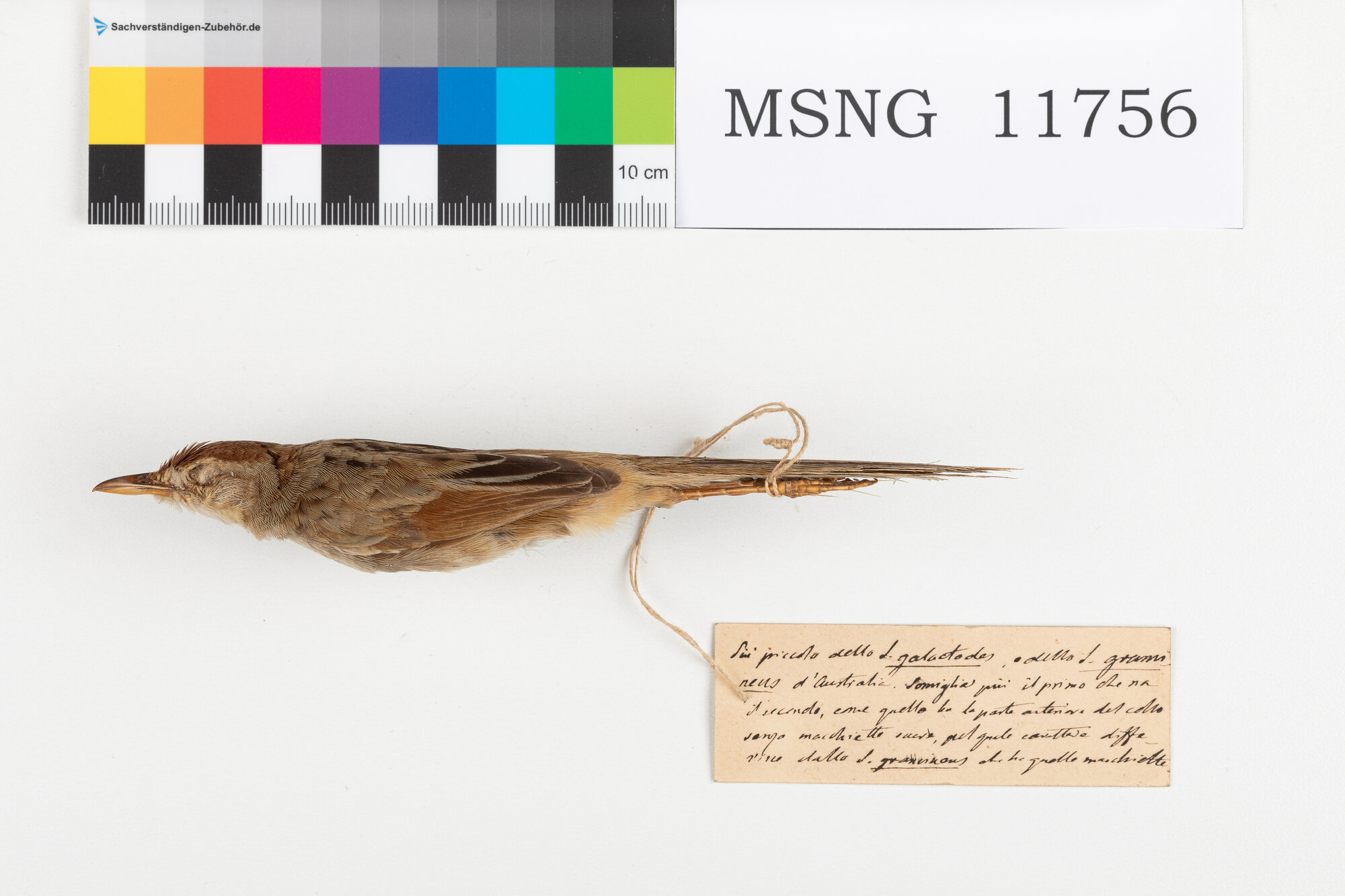 MSNG_11756d-bassa.jpg