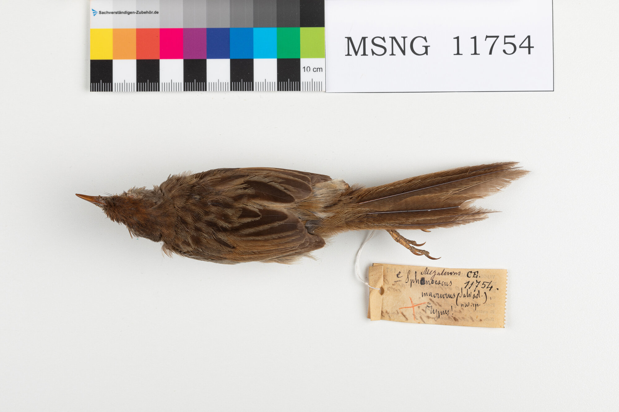 MSNG_11754b-bassa.jpg