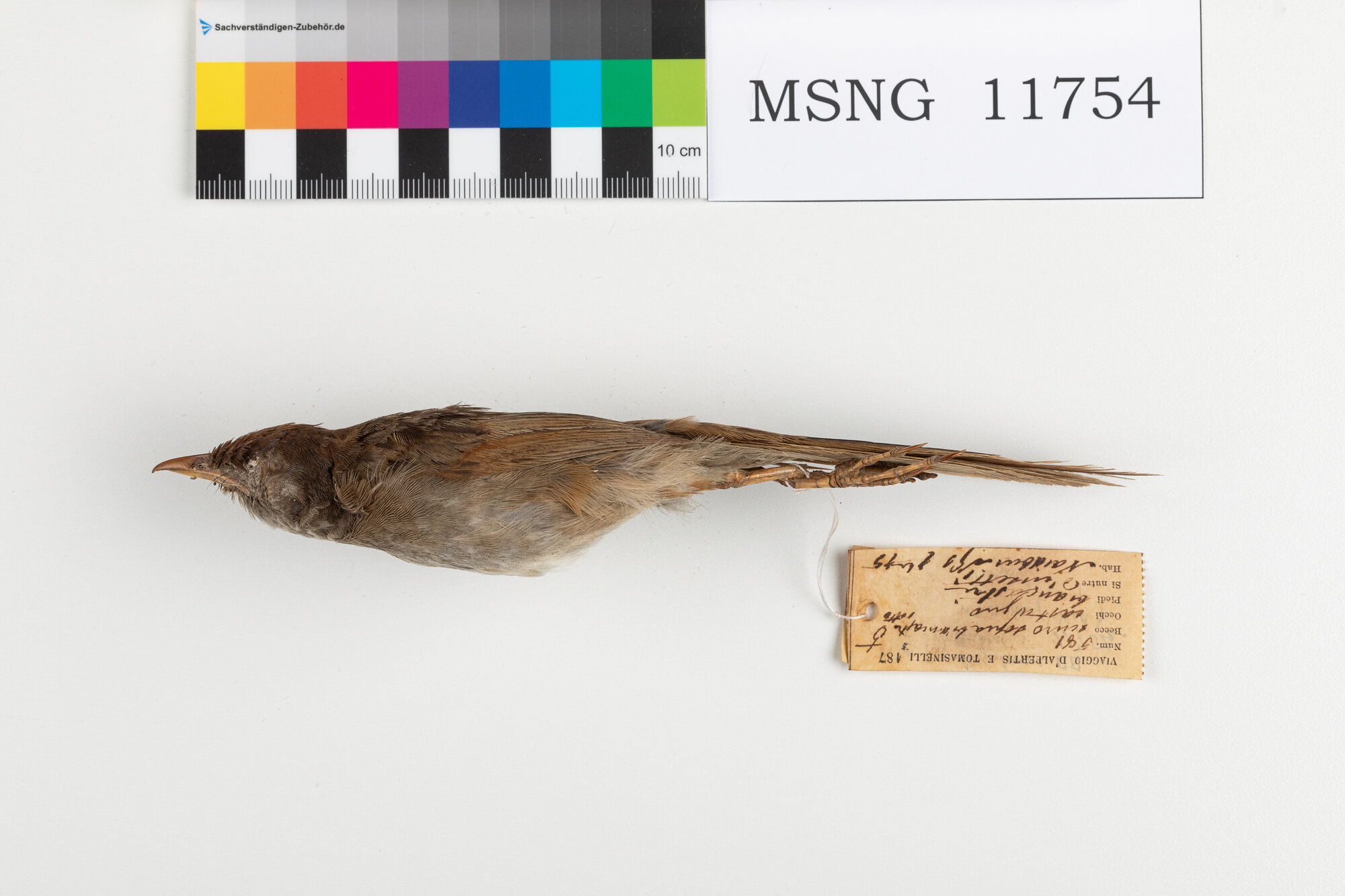 MSNG_11754d-bassa.jpg