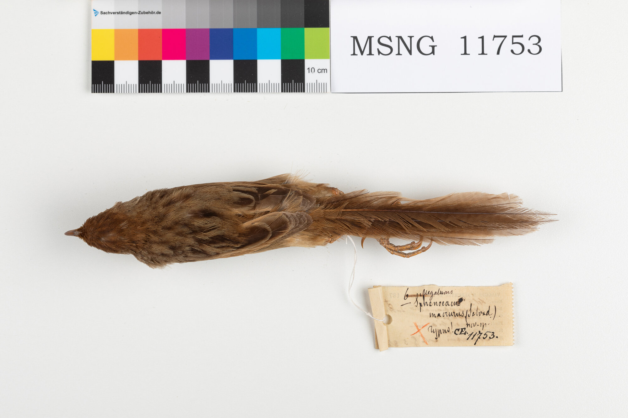 MSNG_11753b-bassa.jpg