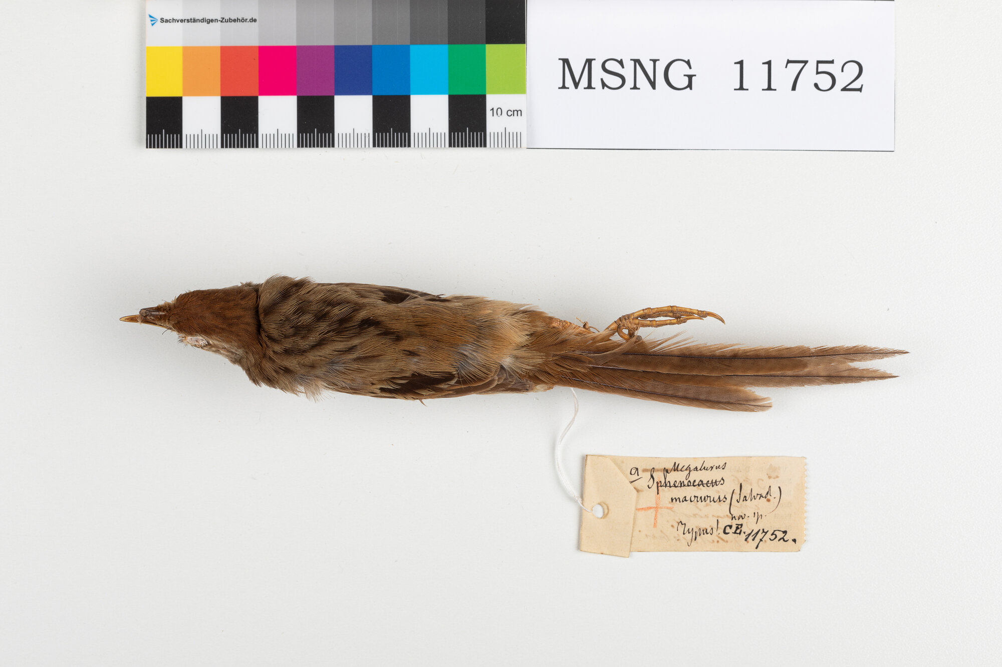 MSNG_11752b-bassa.jpg