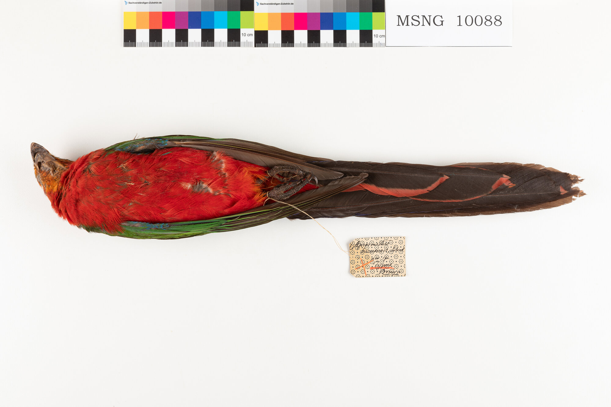 MSNG_10088a-bassa.jpg
