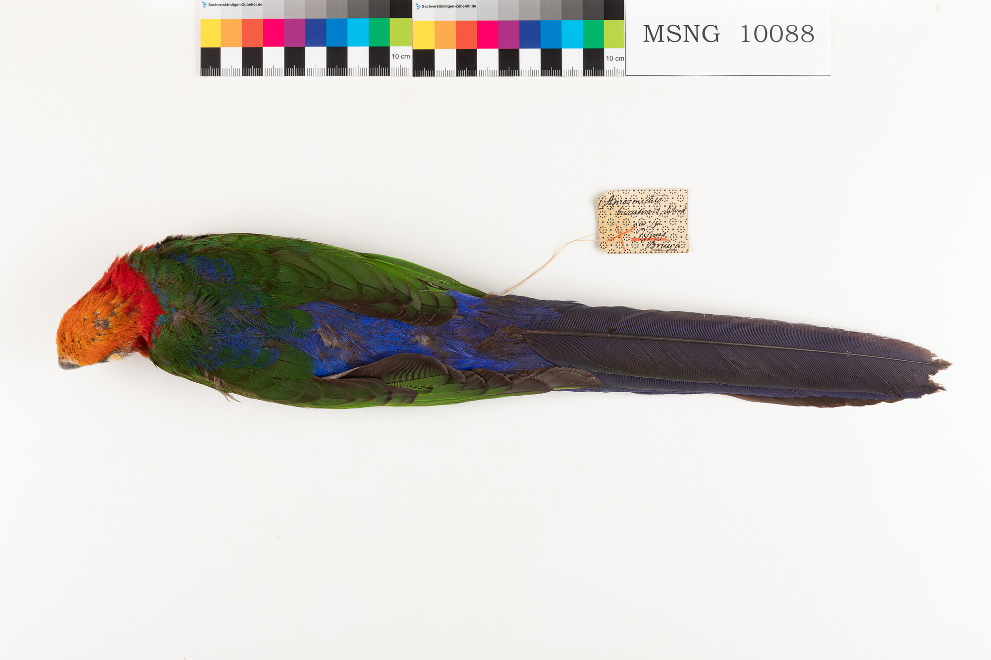MSNG_10088b-bassa.jpg