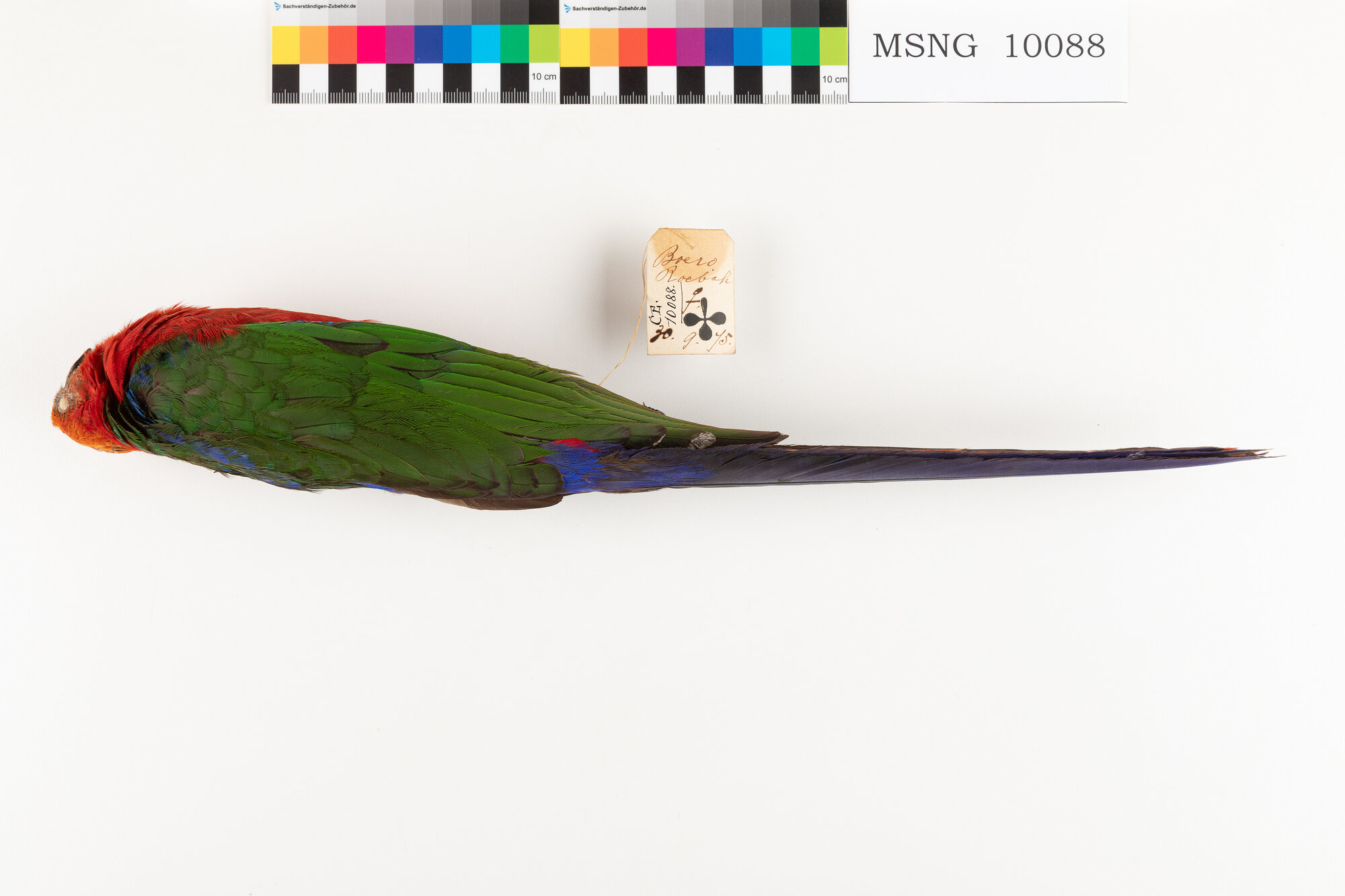 MSNG_10088c-bassa.jpg