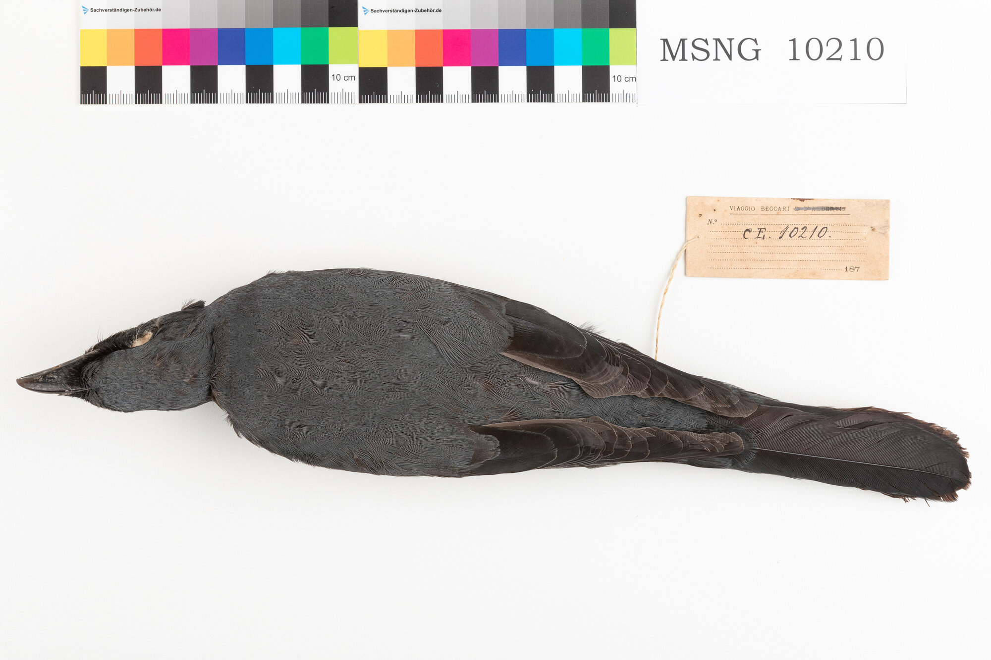 MSNG_10210b-bassa.jpg