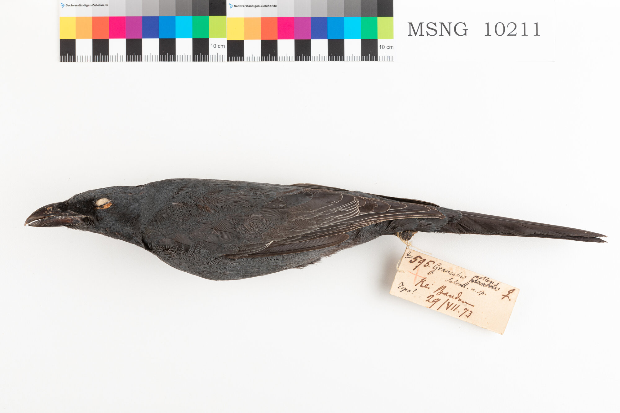 MSNG_10211d-bassa.jpg