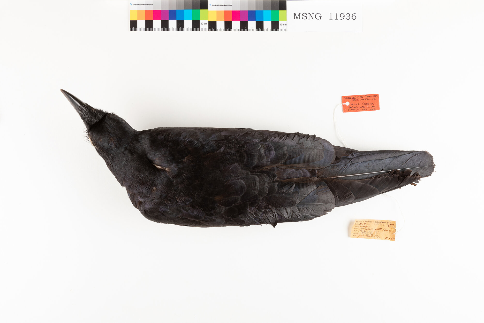 MSNG_11936b-bassa.jpg