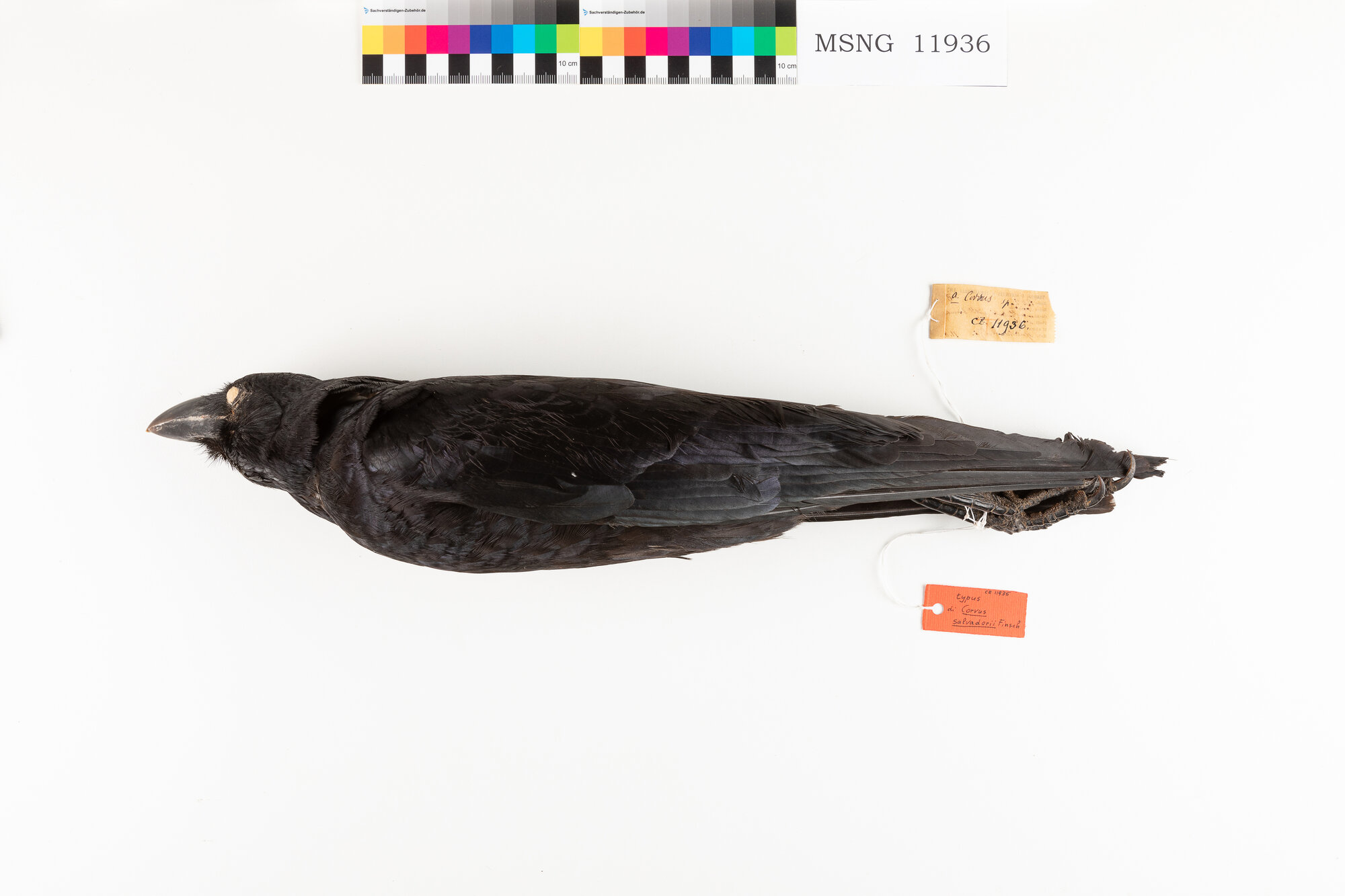MSNG_11936d-bassa.jpg