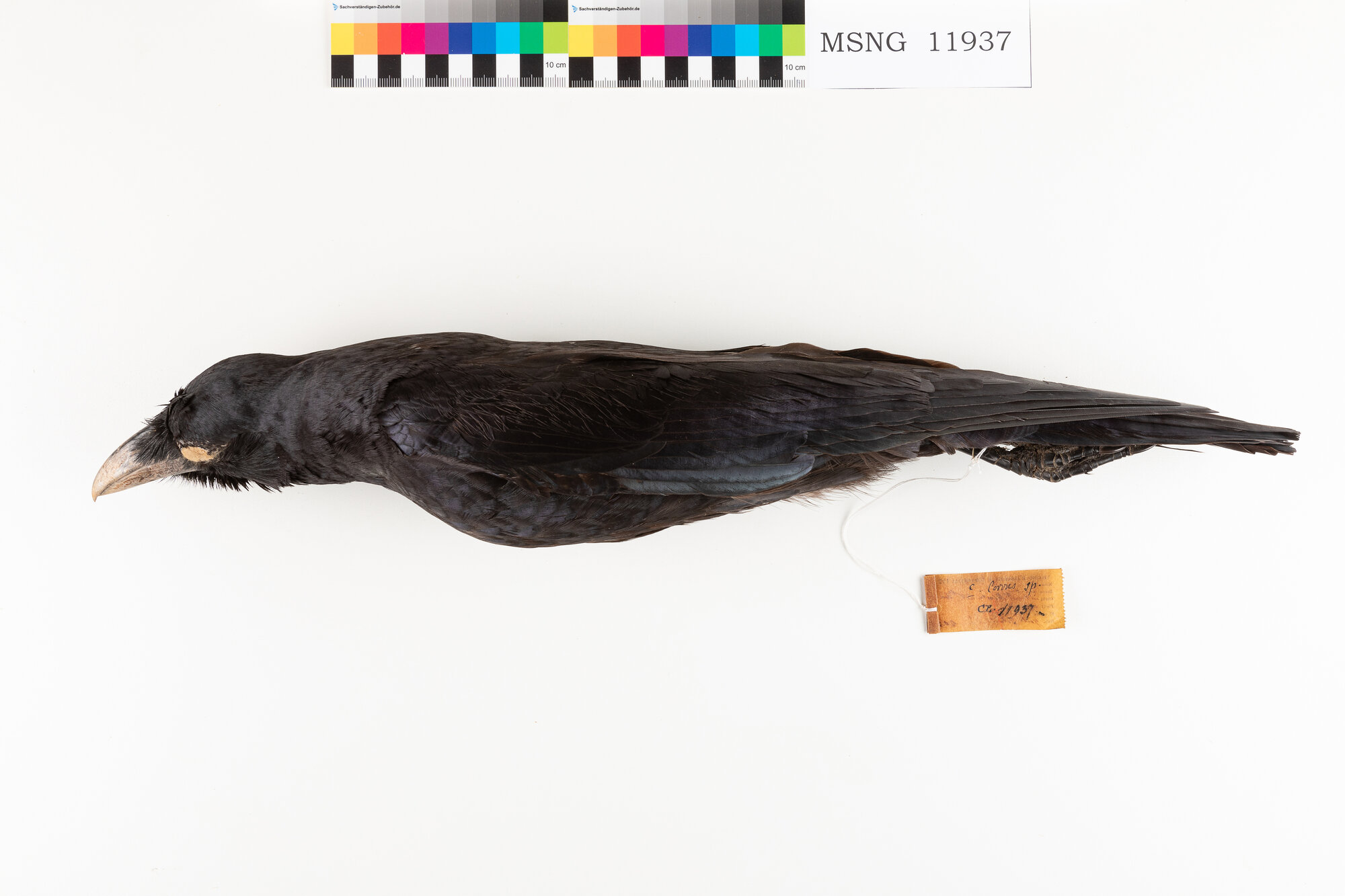MSNG_11937d-bassa.jpg