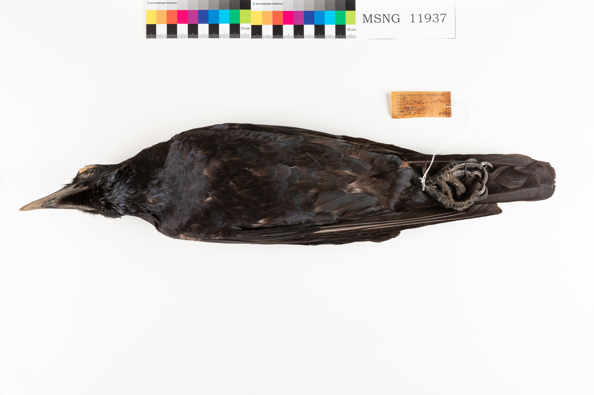 MSNG_11937a-bassa.jpg