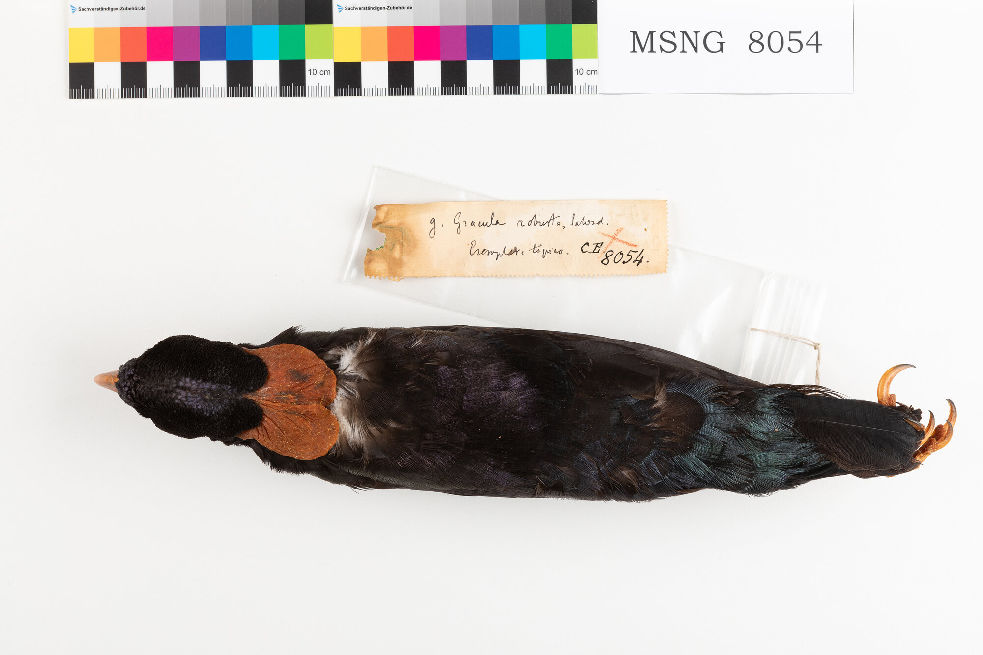 MSNG_8054b-bassa.jpg