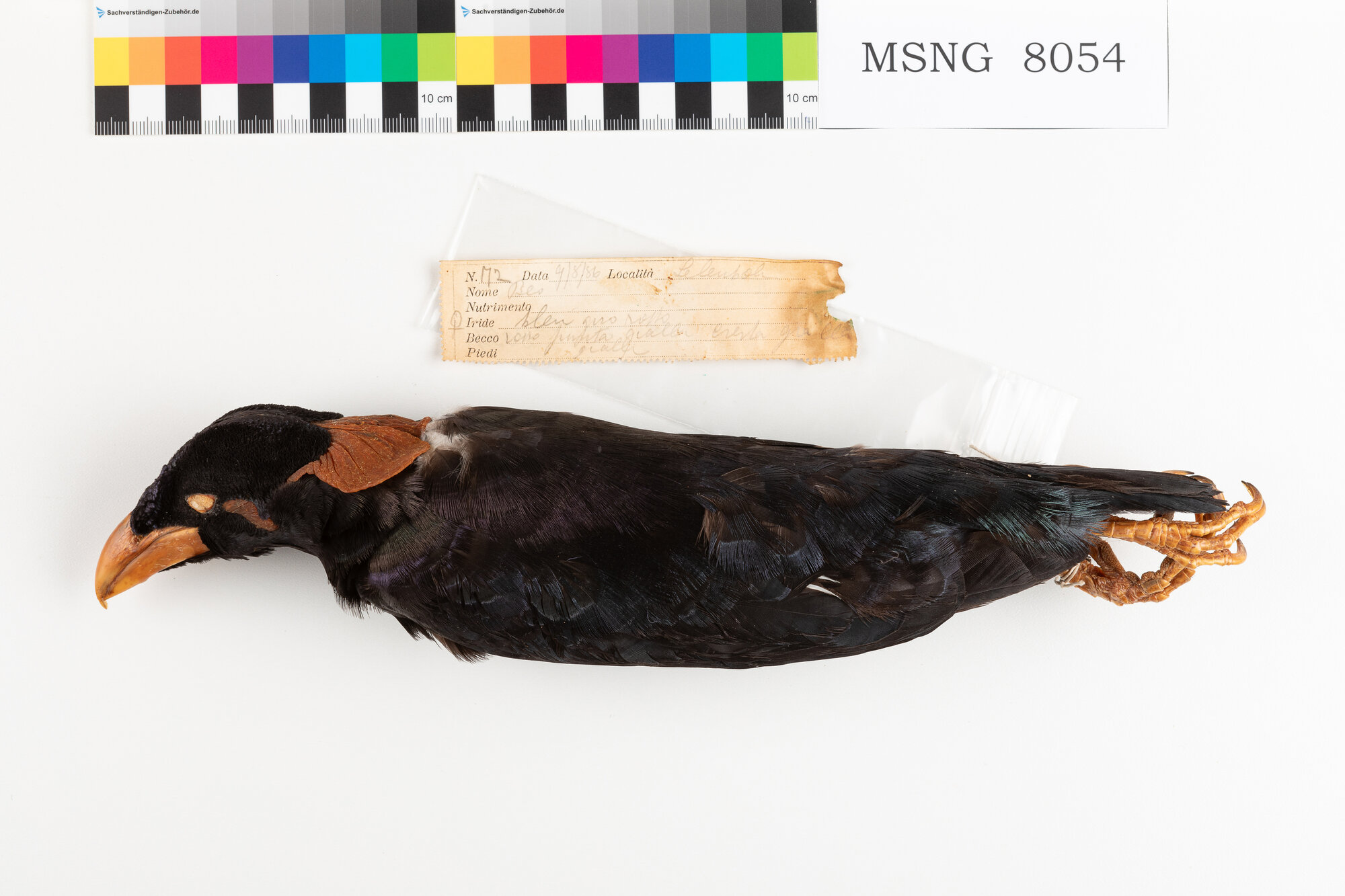 MSNG_8054d-bassa.jpg