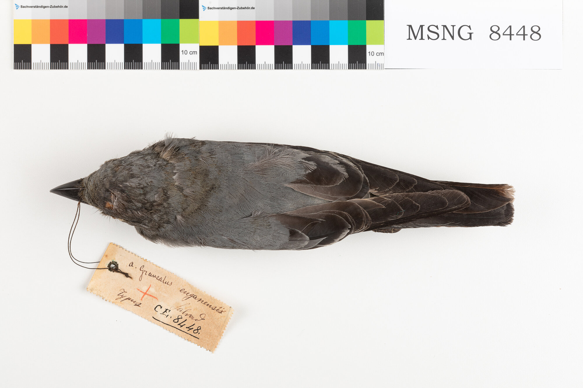 MSNG_8448b-bassa.jpg