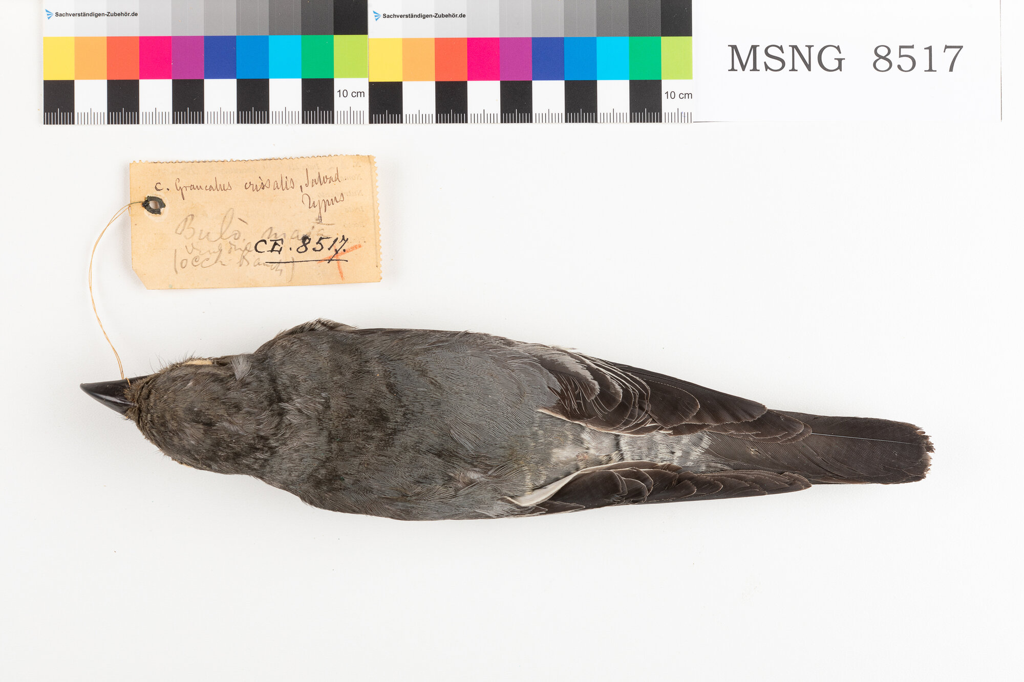 MSNG_8517b-bassa.jpg