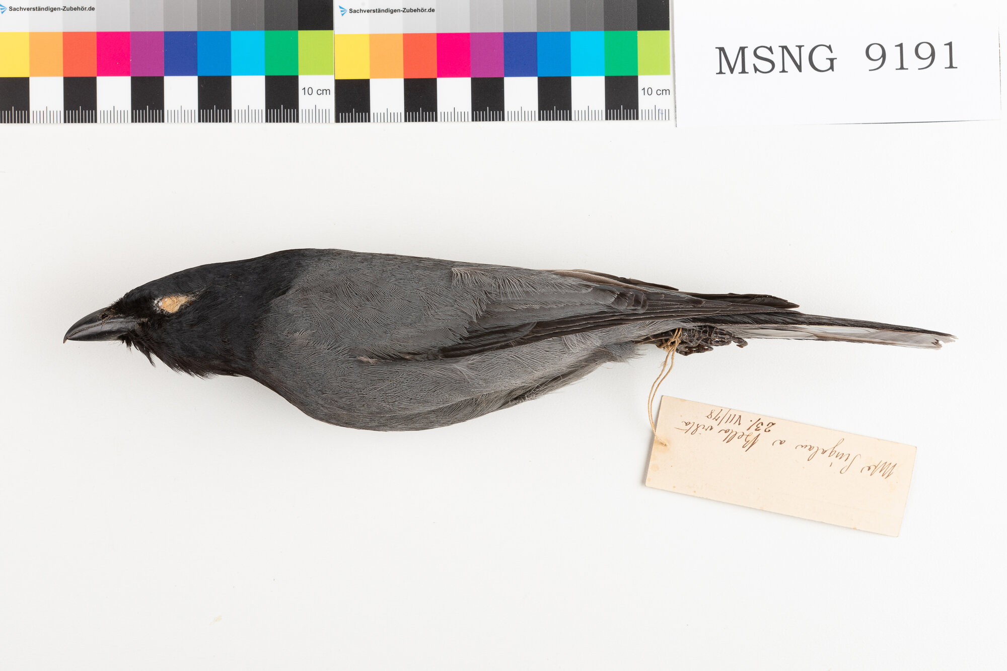 MSNG_9191d-bassa.jpg