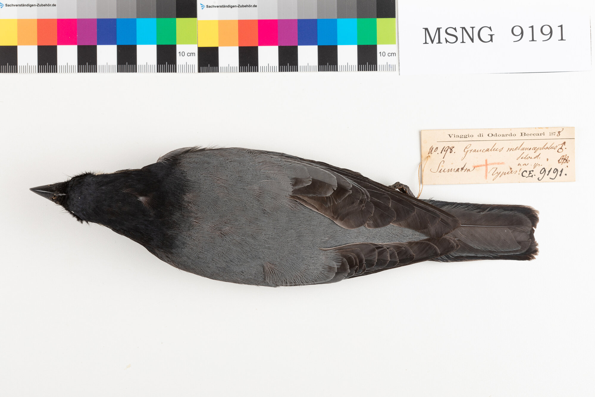 MSNG_9191b-bassa.jpg